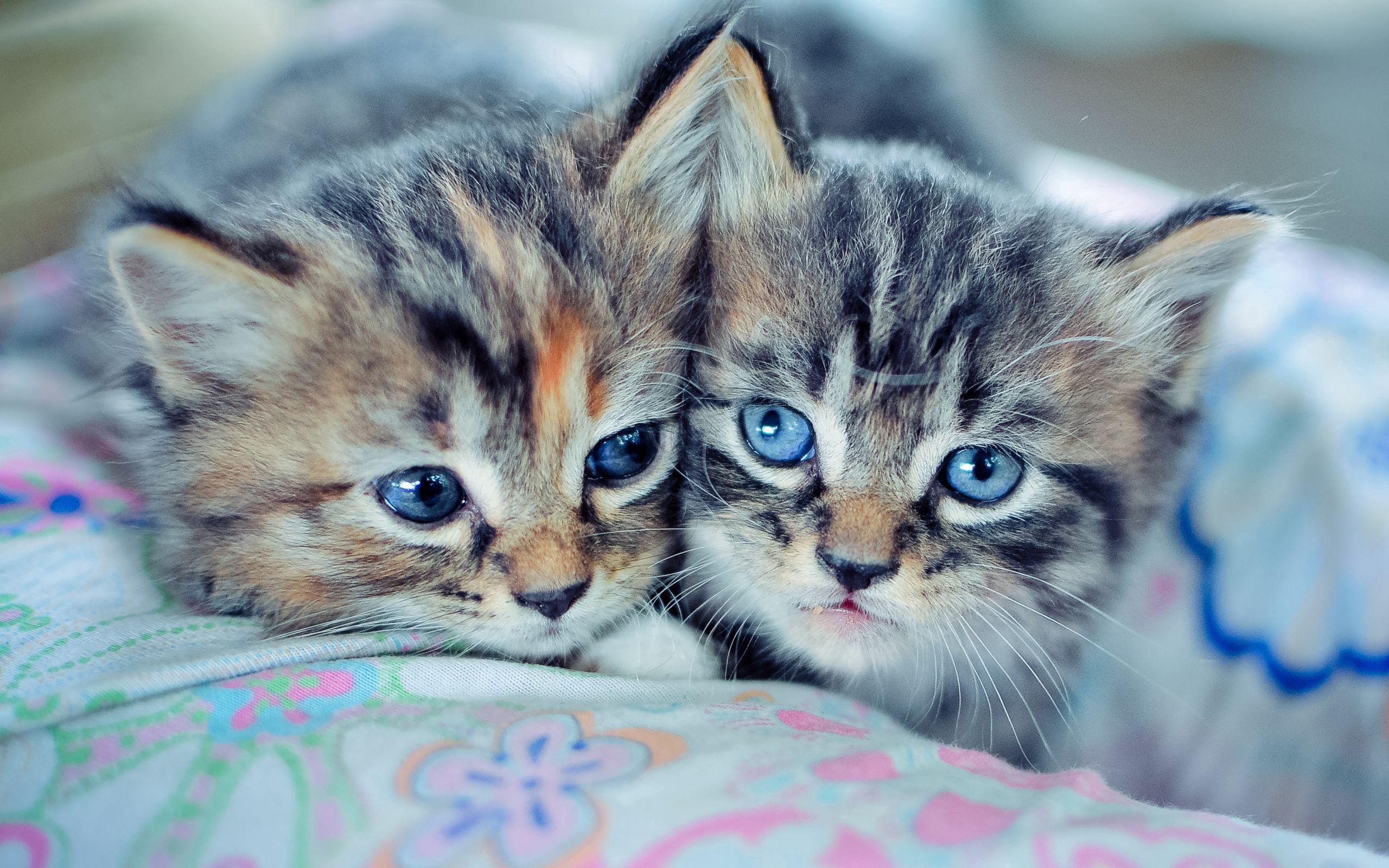 117502 descargar fondo de pantalla animales, pareja, par, lindo, ojos azules, de ojos azules, linda, gatitos: protectores de pantalla e imágenes gratis