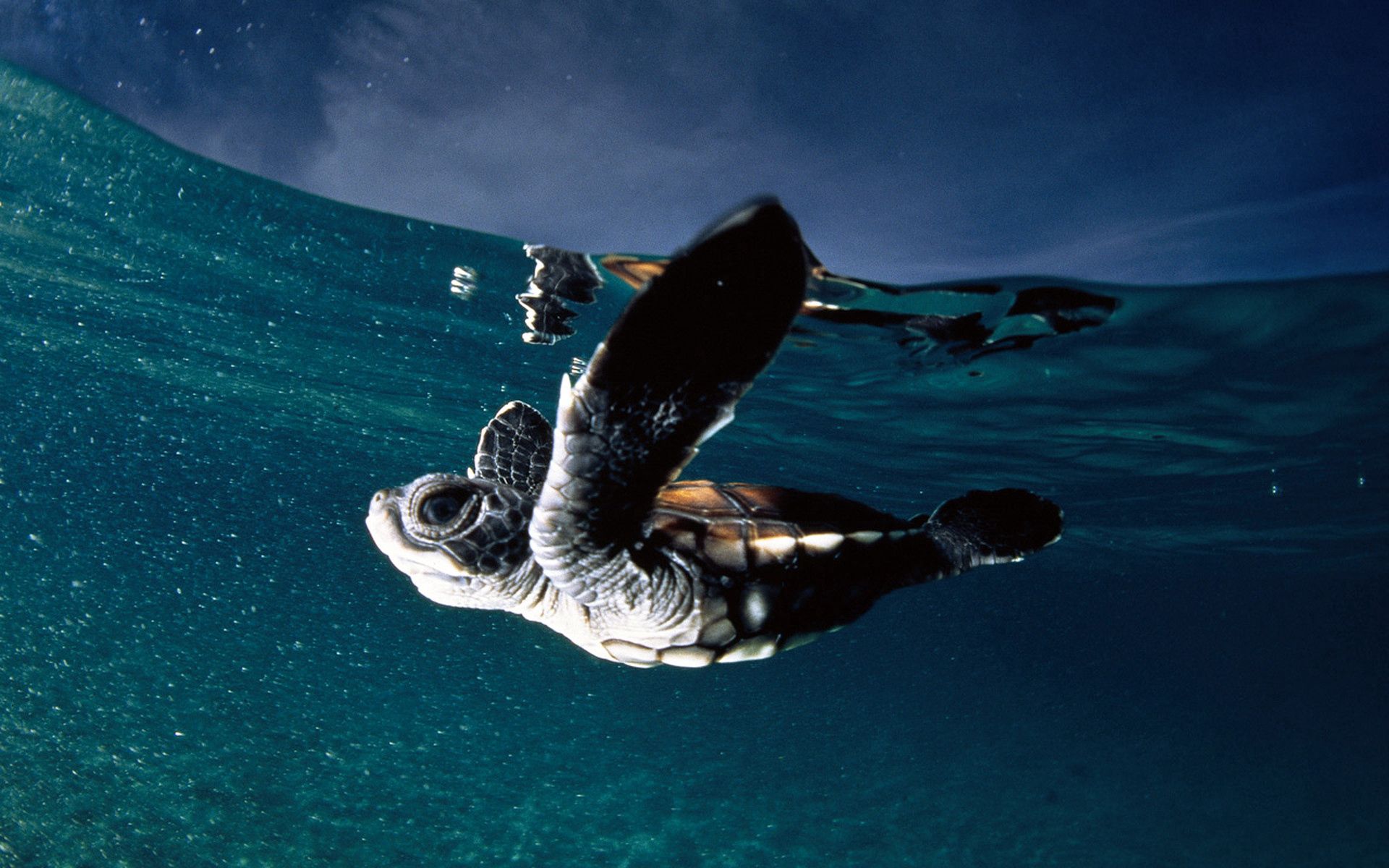 underwater world, animals, sea, to swim, swim, turtle Desktop Wallpaper