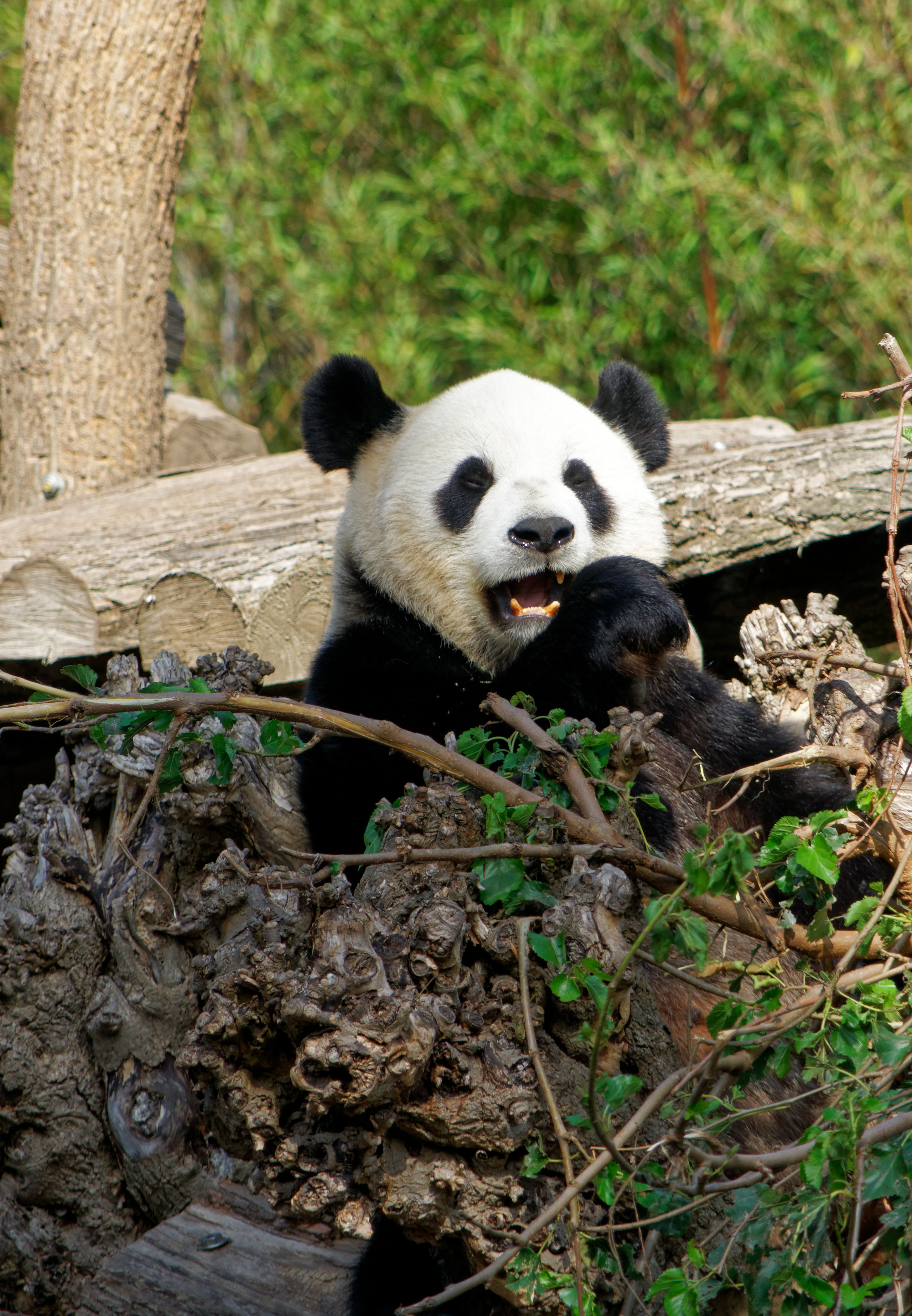 Handy-Wallpaper Tiere, Panda, Bär, Komisch, Tier, Lustig kostenlos herunterladen.