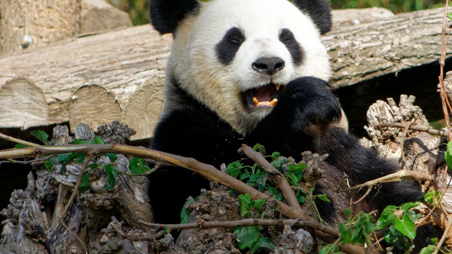 Панда фото