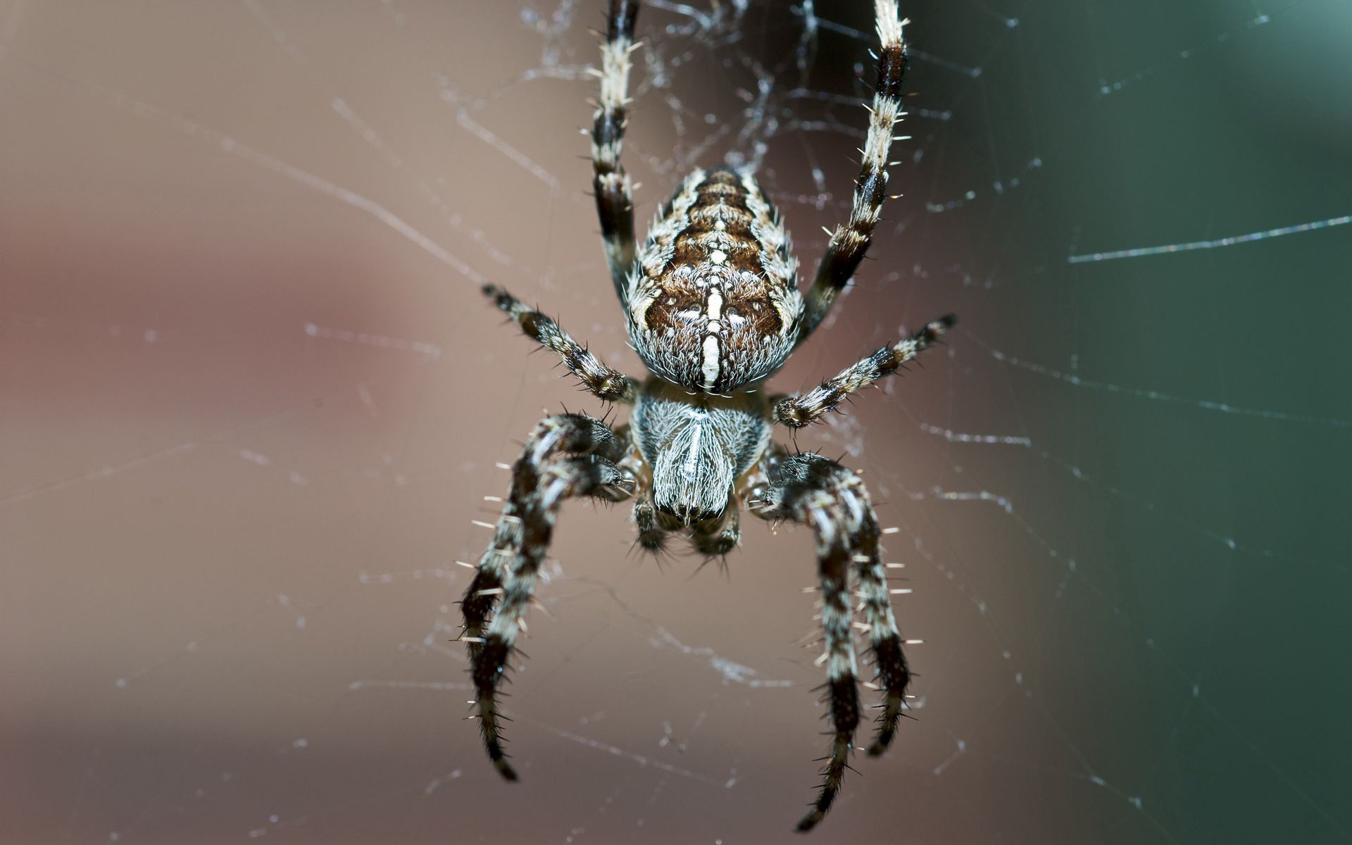 web, macro, legs, insect, small, spider HD wallpaper