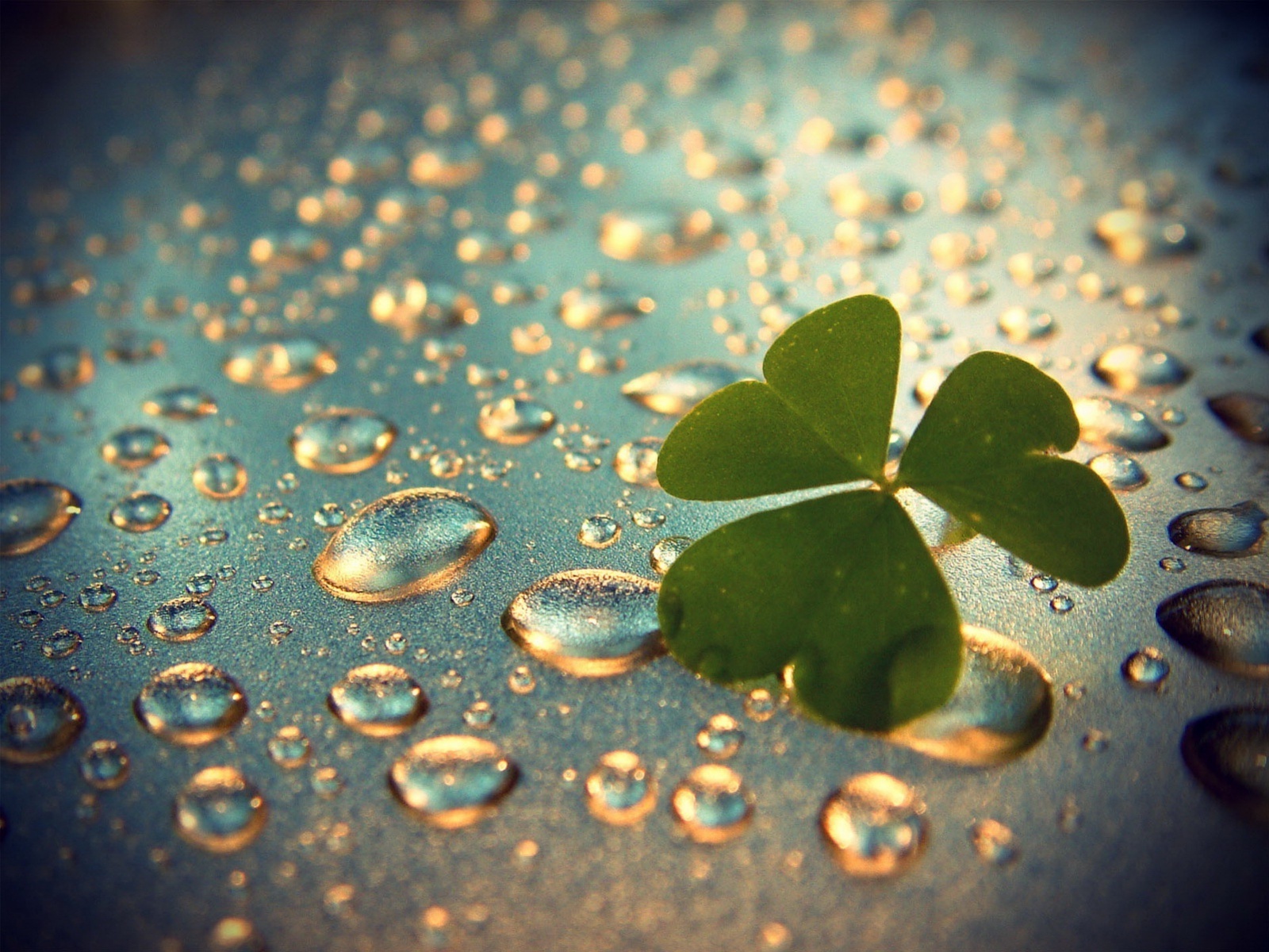 Download mobile wallpaper Leaves, Drops, Background for free.