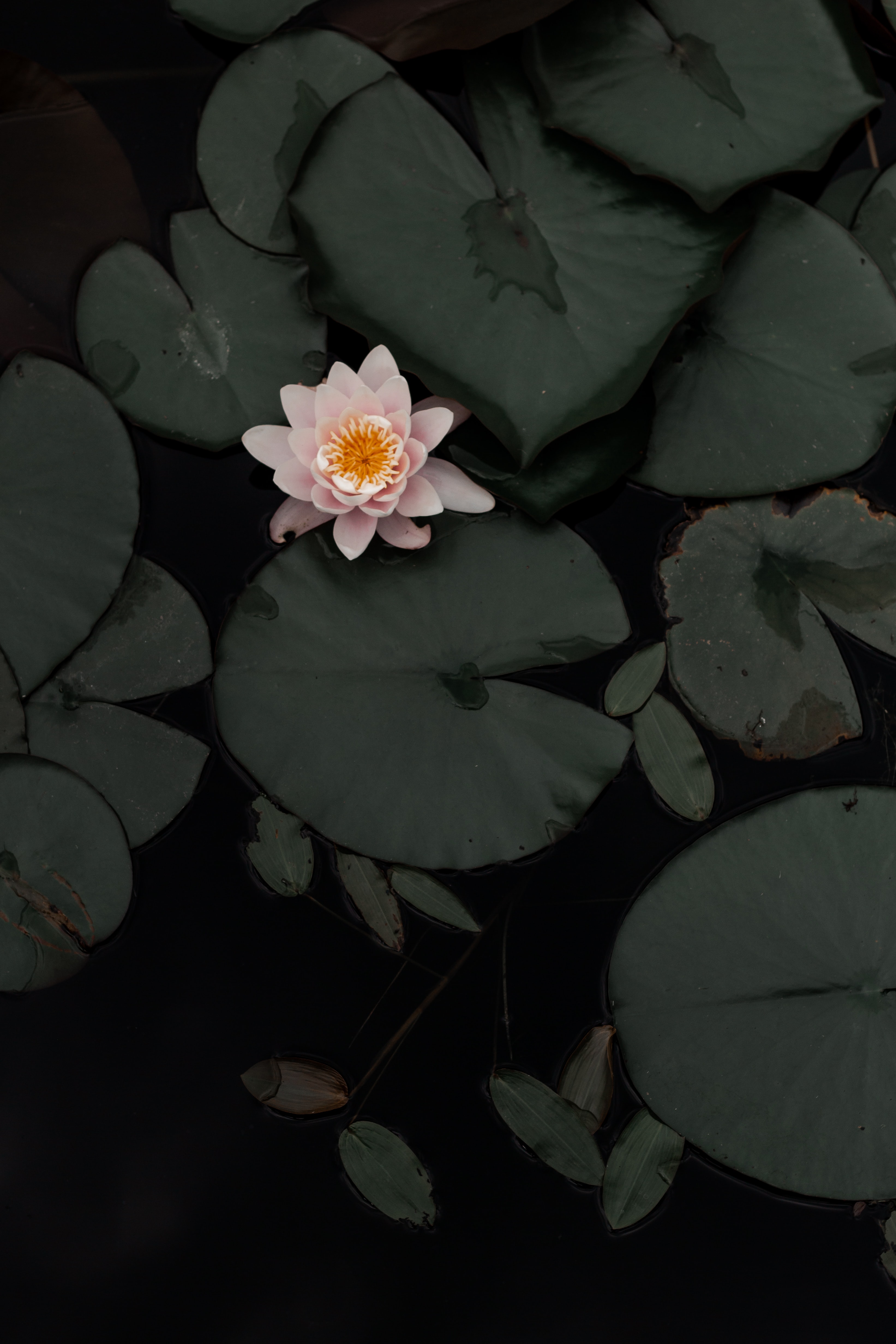 Download mobile wallpaper Swamp, Lotus, Flowers, Flower, Plant for free.