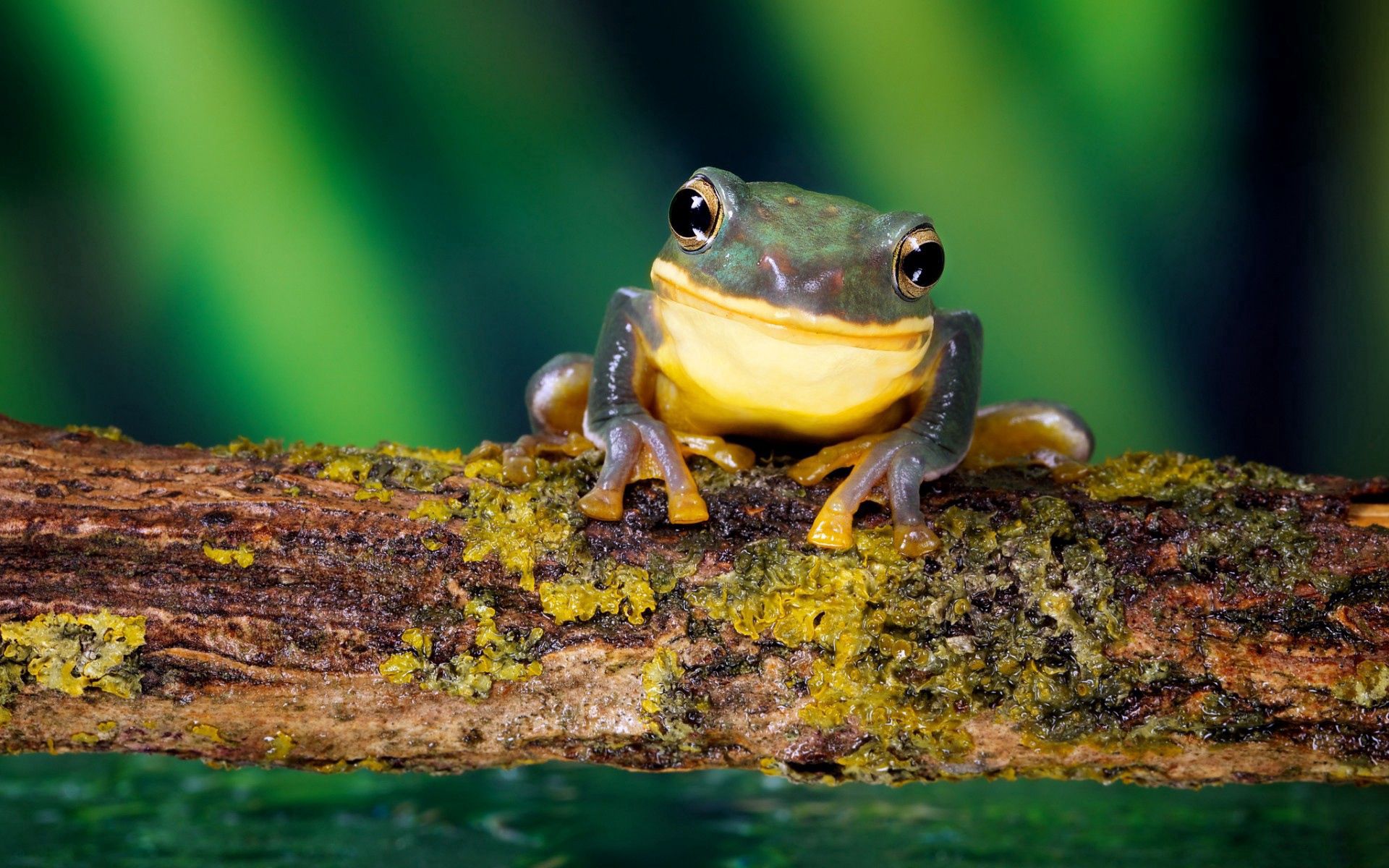 frog, animals, branch, moss, bright color mobile wallpaper