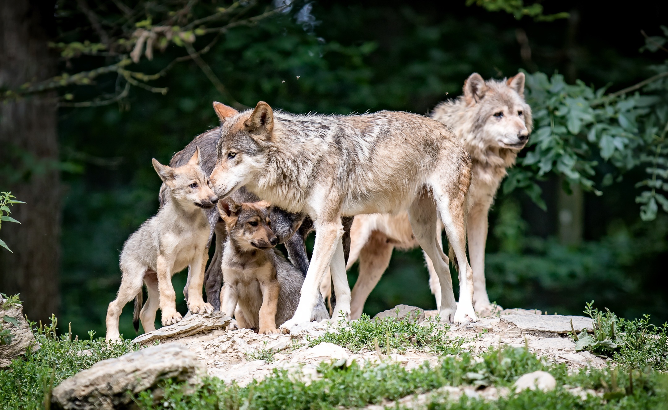 Семья диких животных. Волк волчица и аоляата. Волк волчица Волчонок семья. Волчье Логово (волчица с волчатами) в. Горбатов. Волк, волчица,семья Волков.