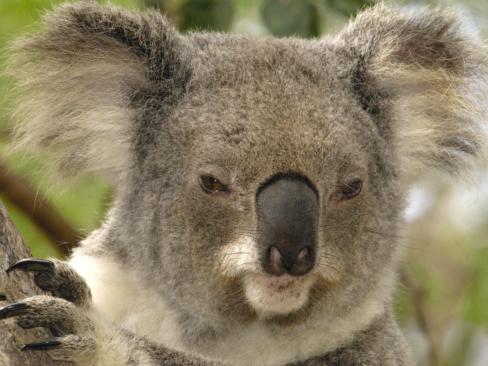 1535 Hintergrundbild herunterladen tiere, koalas, gelb - Bildschirmschoner und Bilder kostenlos