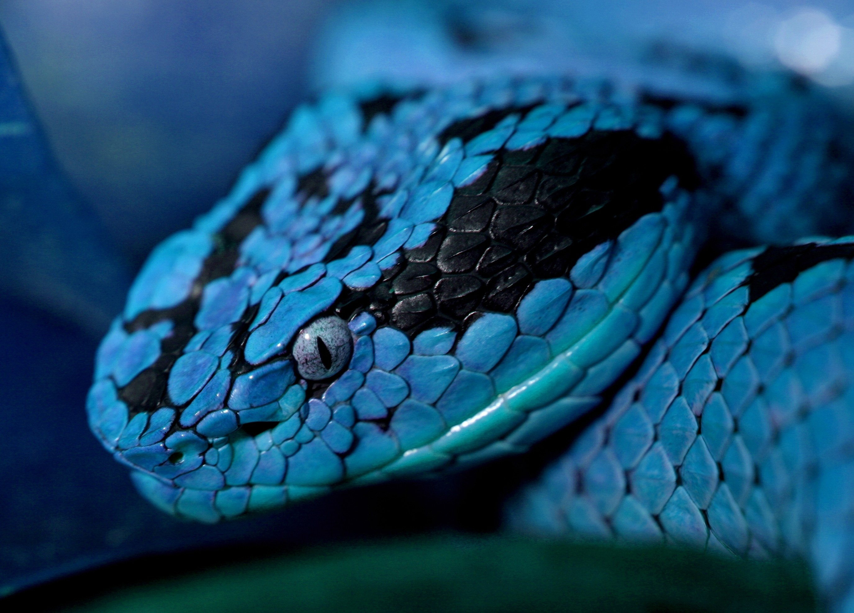 Синий Крайт змея