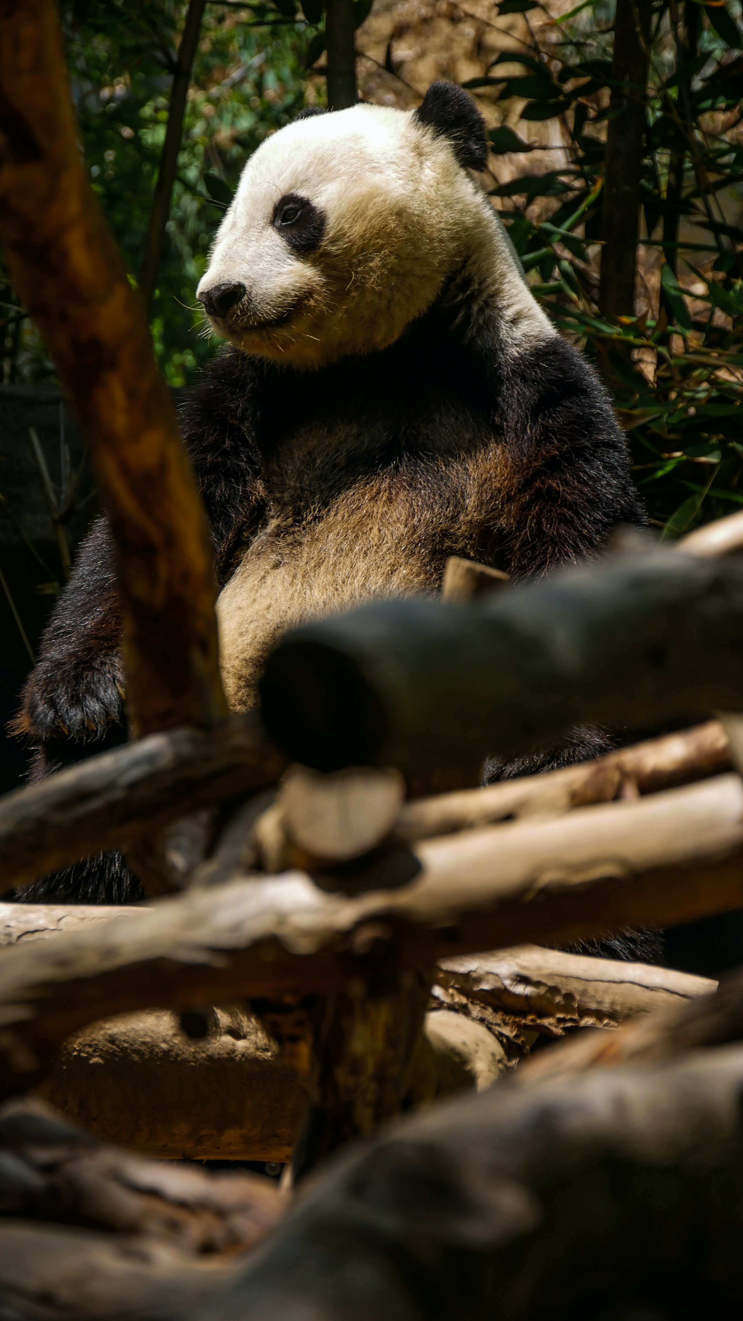Download mobile wallpaper Animals, Trees, Sweetheart, Nice, Bamboo, Panda for free.