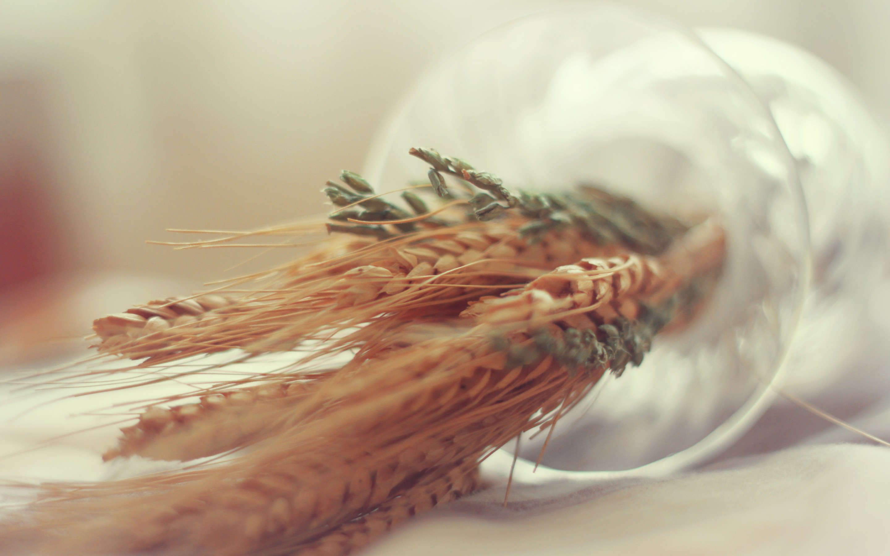 Колосья пшеницы Эстетика