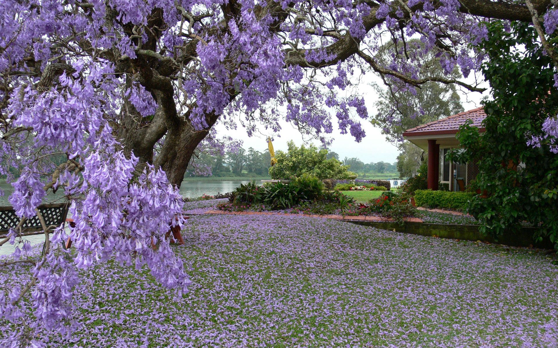 garden, nature, wood, petals, tree, bloom, flowering, house, spring, courtyard, yard