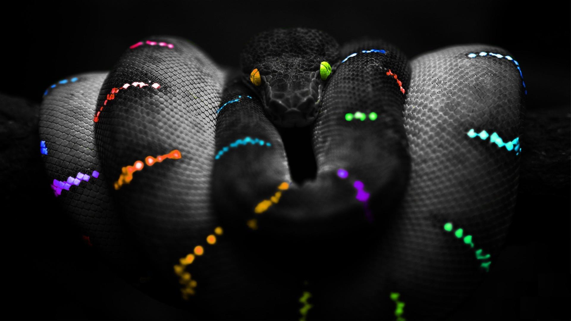  Snake HQ Background Images