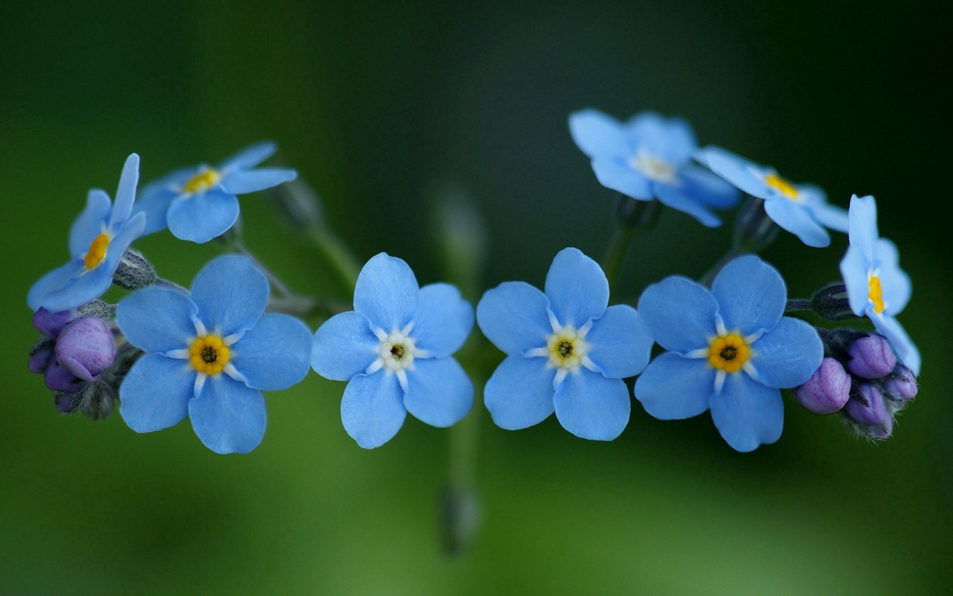 flowers, green, blue, macro, small