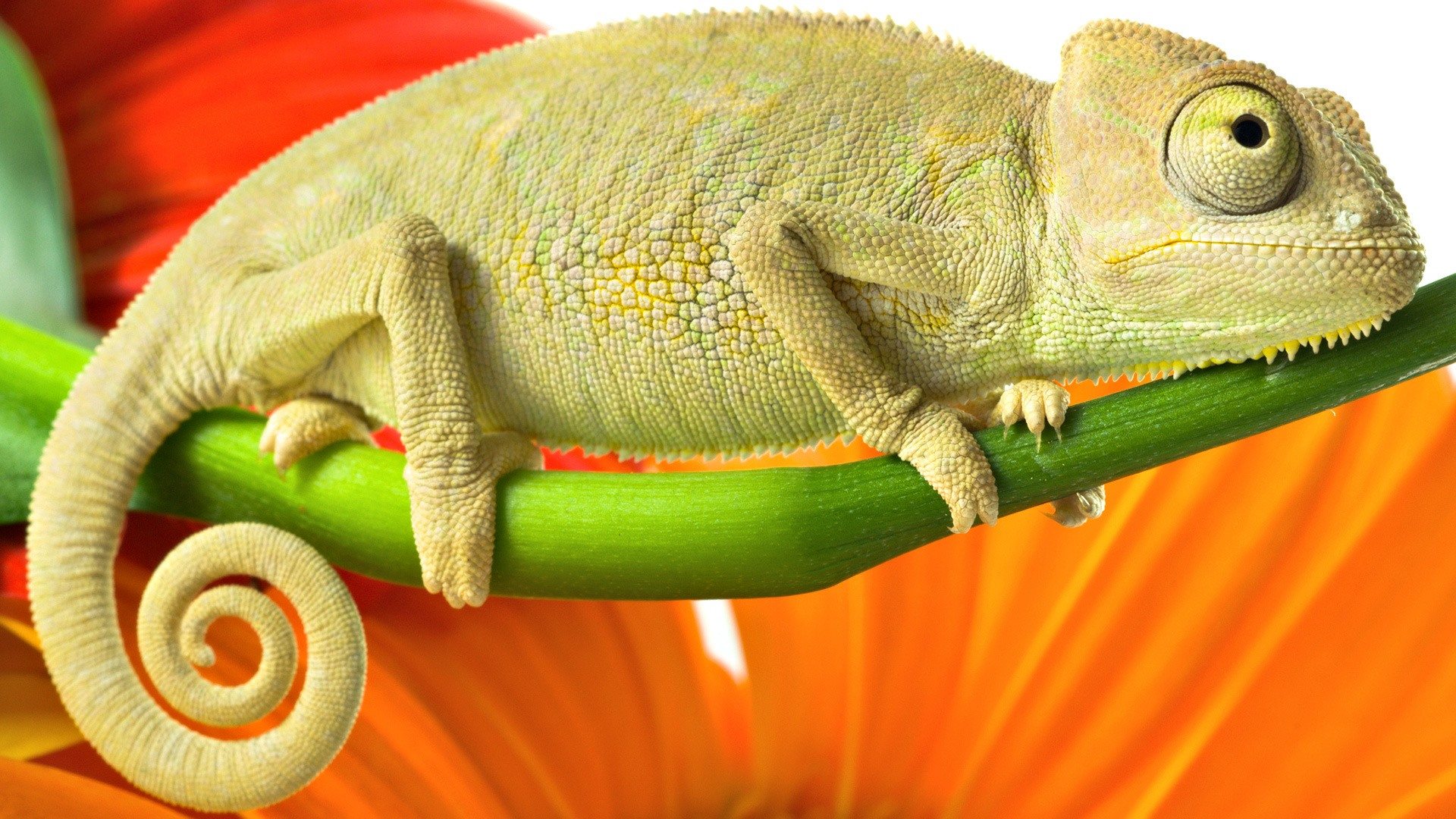reptiles, animal, chameleon High Definition image