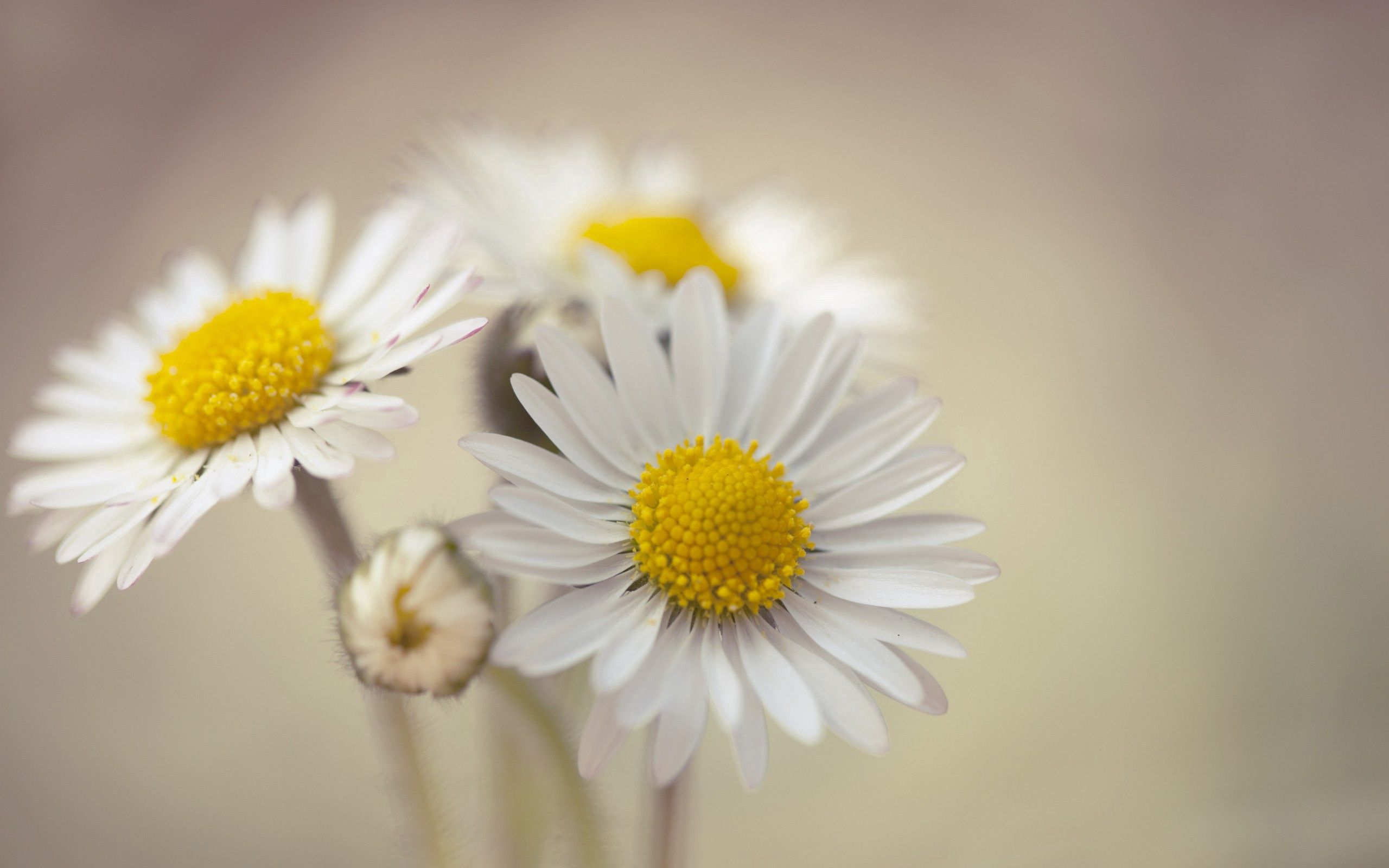 Download mobile wallpaper Chamomile, Petals, Camomile, Macro, Flowers for free.