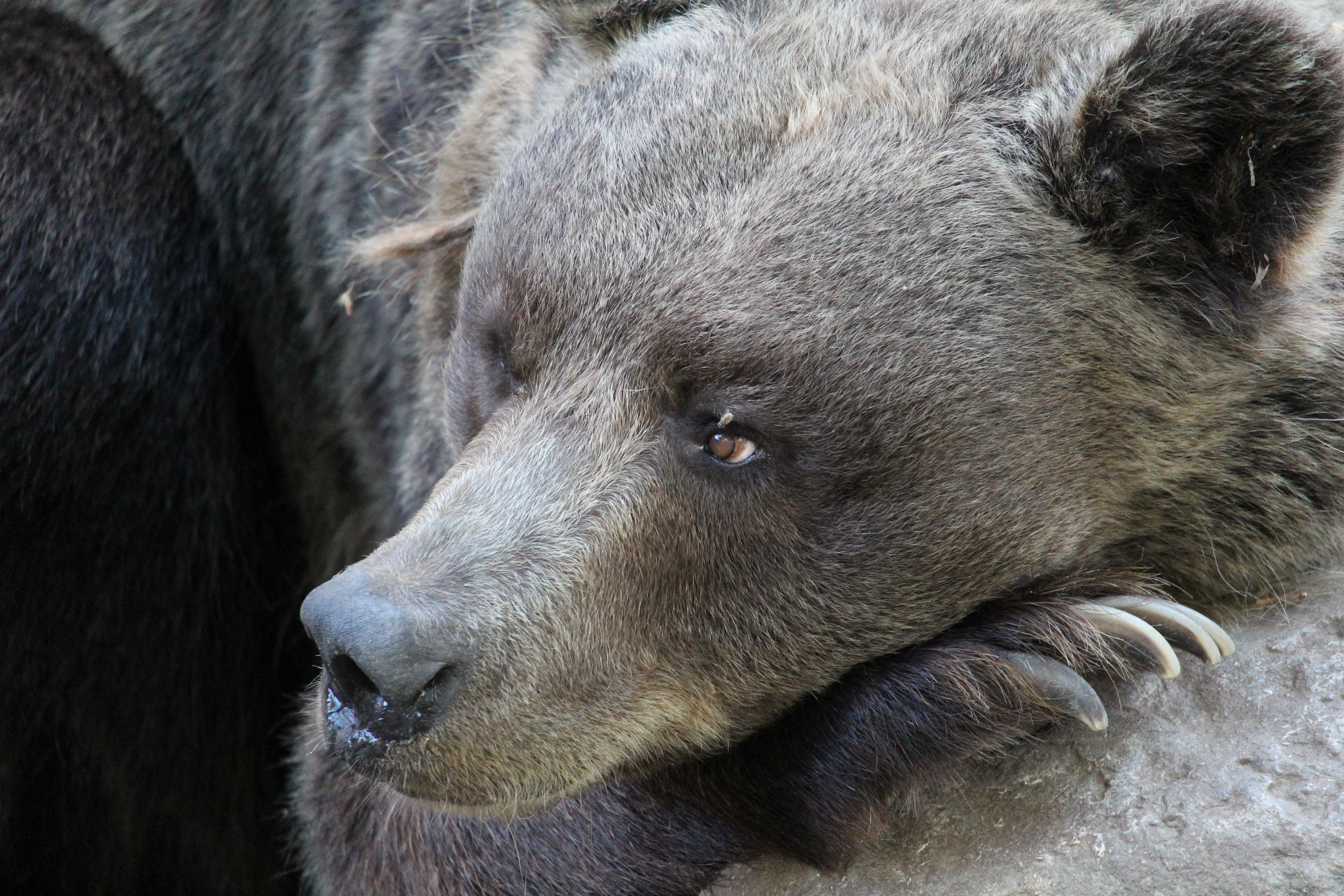 Медведь с грустной мордой