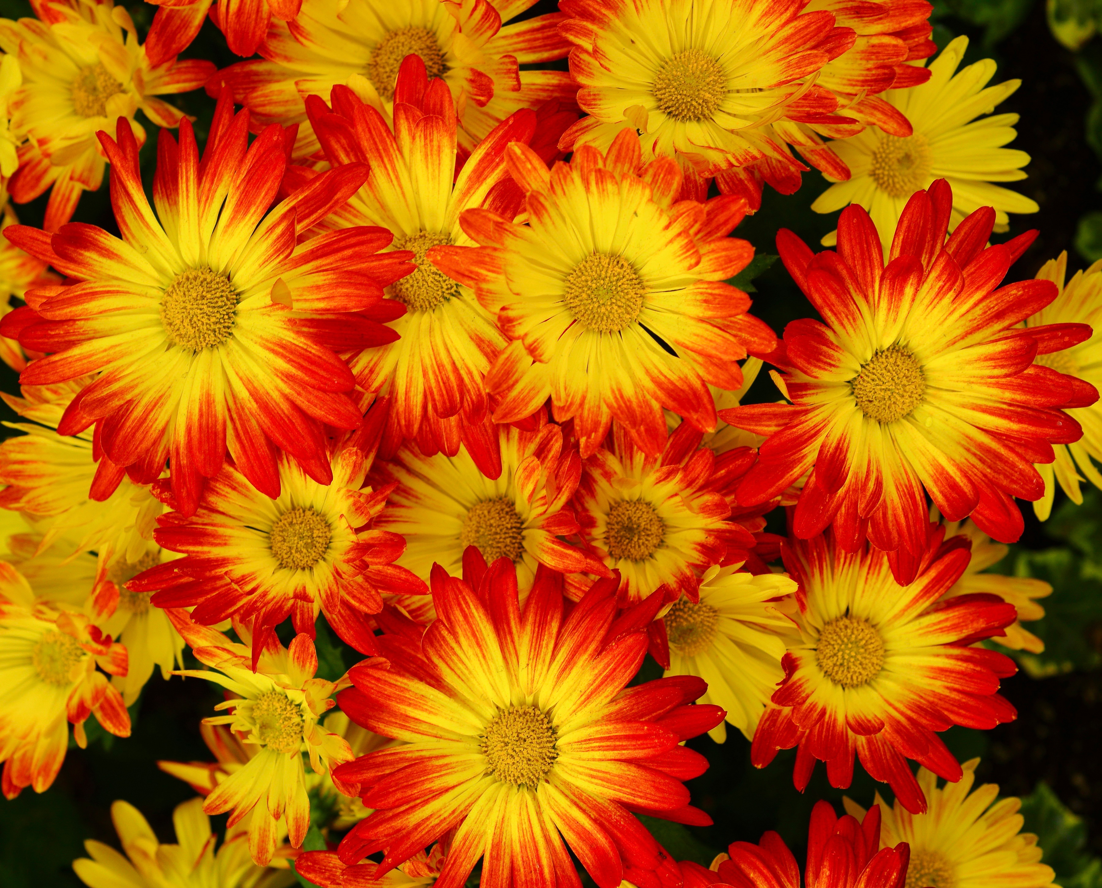 426611 завантажити шпалери земля, хризантема, квітка, природа, флауерзи - заставки і картинки безкоштовно