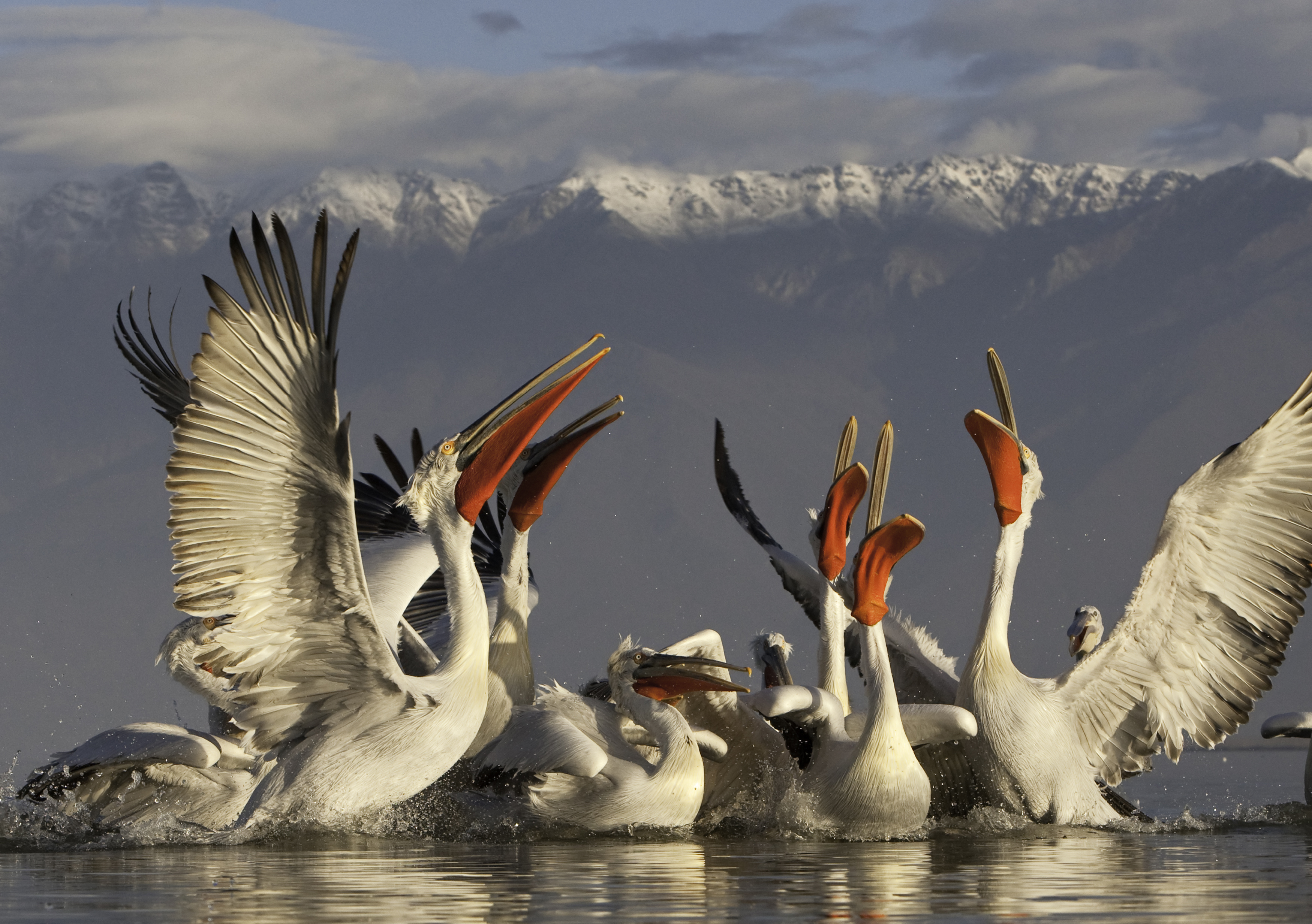 290349 Bild herunterladen tiere, pelikan, vögel - Hintergrundbilder und Bildschirmschoner kostenlos