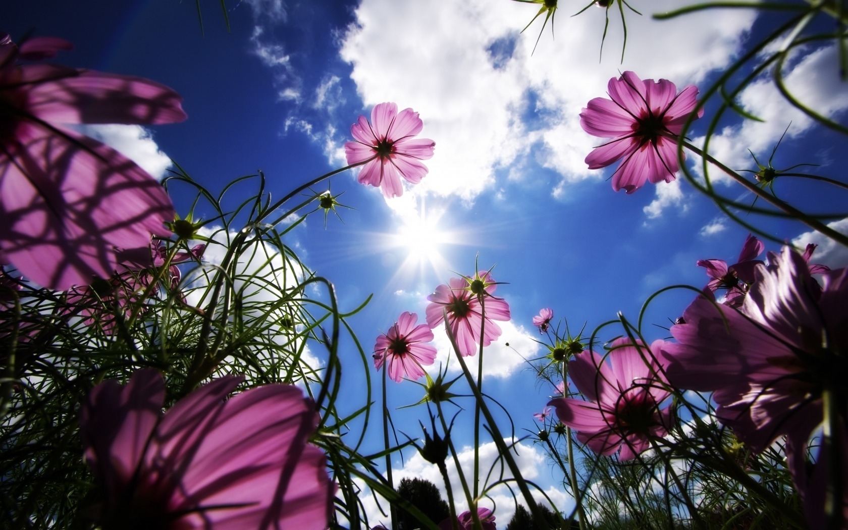 Скачать картинку Небо, Солнце, Растения, Цветы в телефон бесплатно.