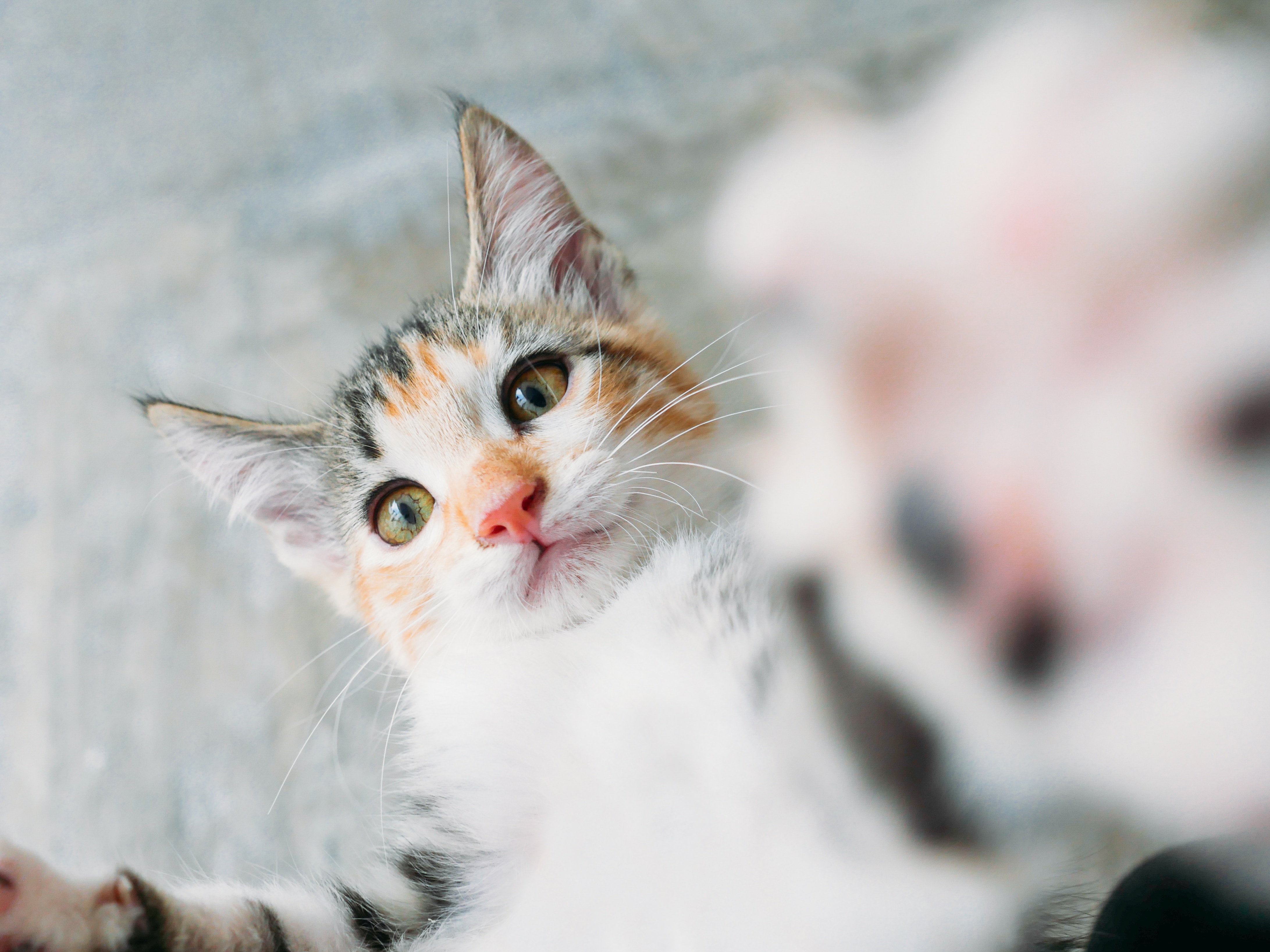 cat, animals, kitty, kitten, selfie, selfies Aesthetic wallpaper