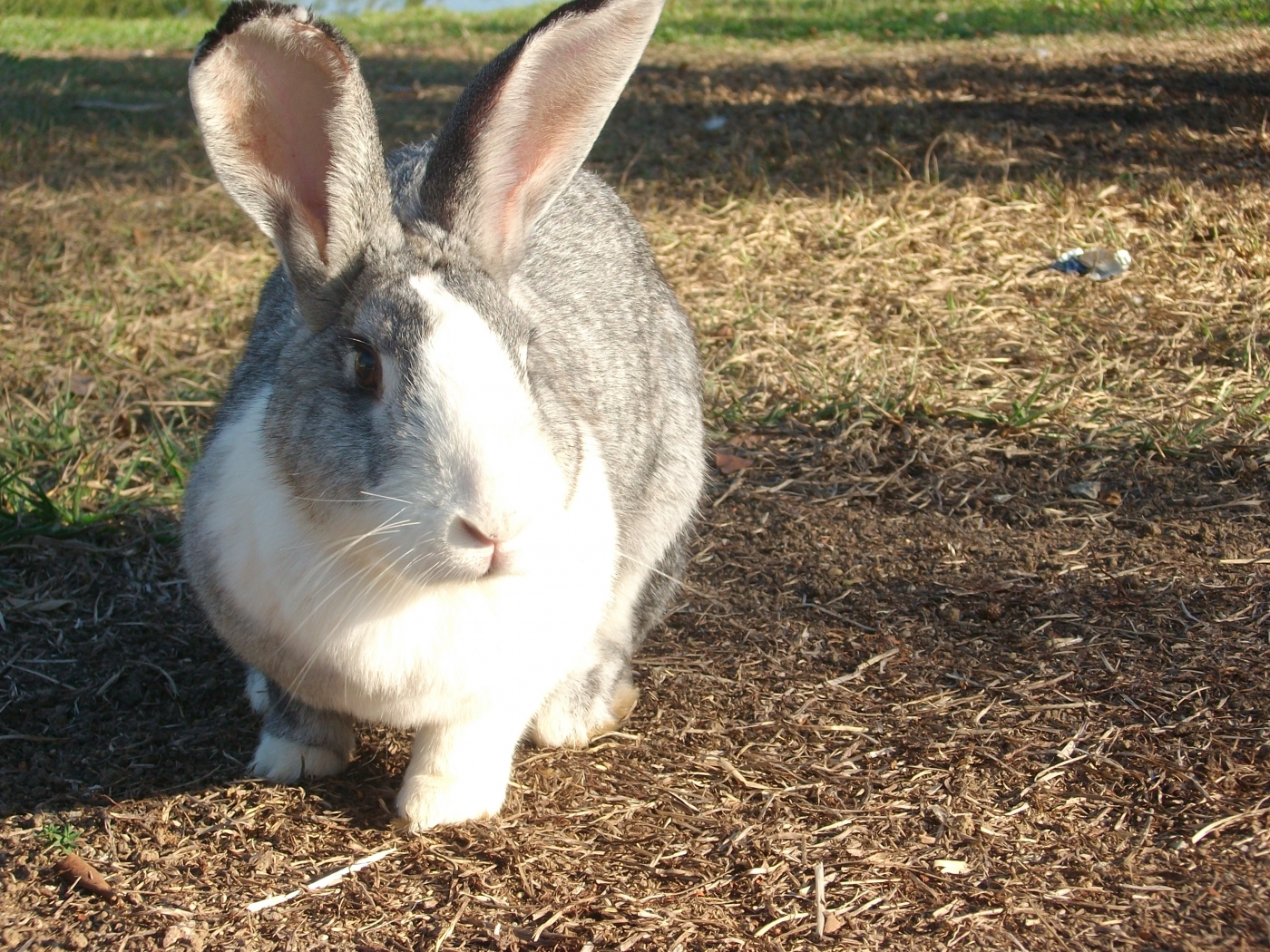 無料モバイル壁紙動物, ウサギをダウンロードします。