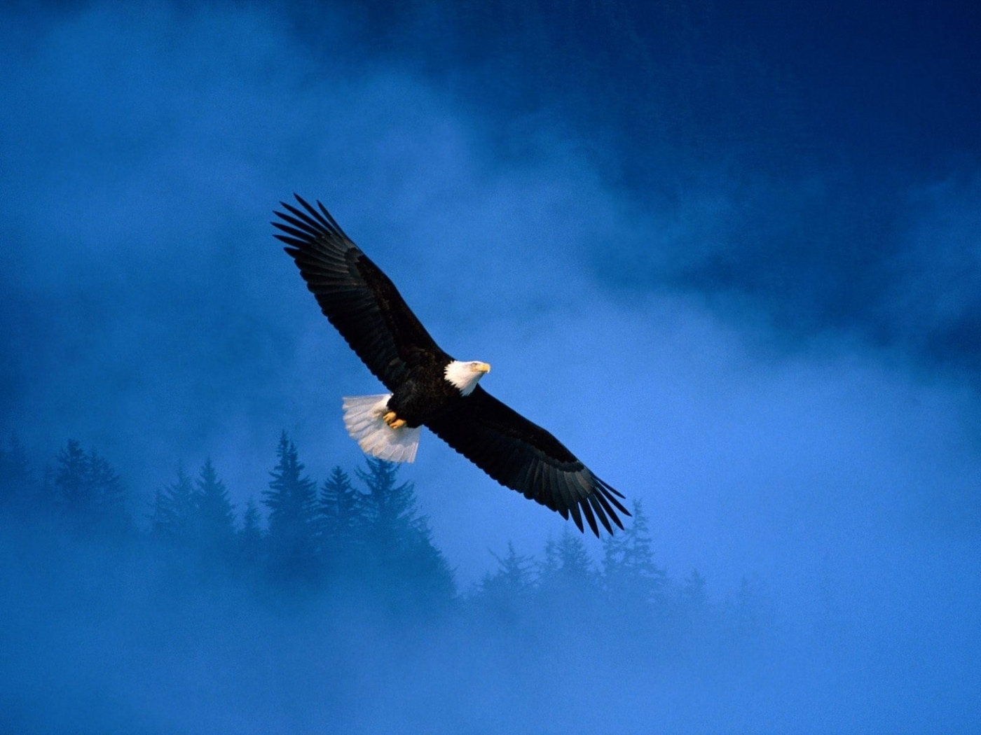 47602 descargar fondo de pantalla animales, birds, eagles, azul: protectores de pantalla e imágenes gratis