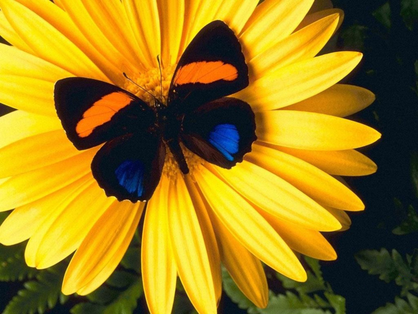 Бабочка на желтом цветке