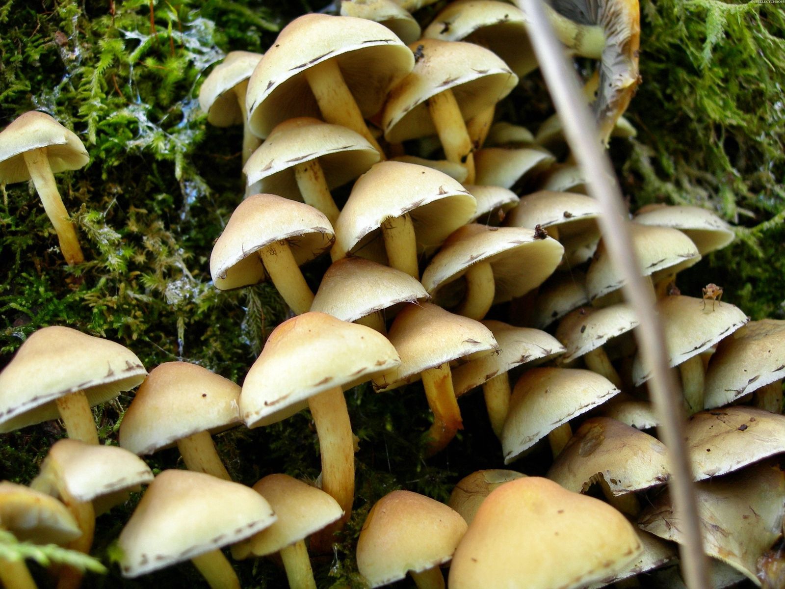 Download PC Wallpaper nature, mashrooms, family, stump, honey mushrooms, mushrooms