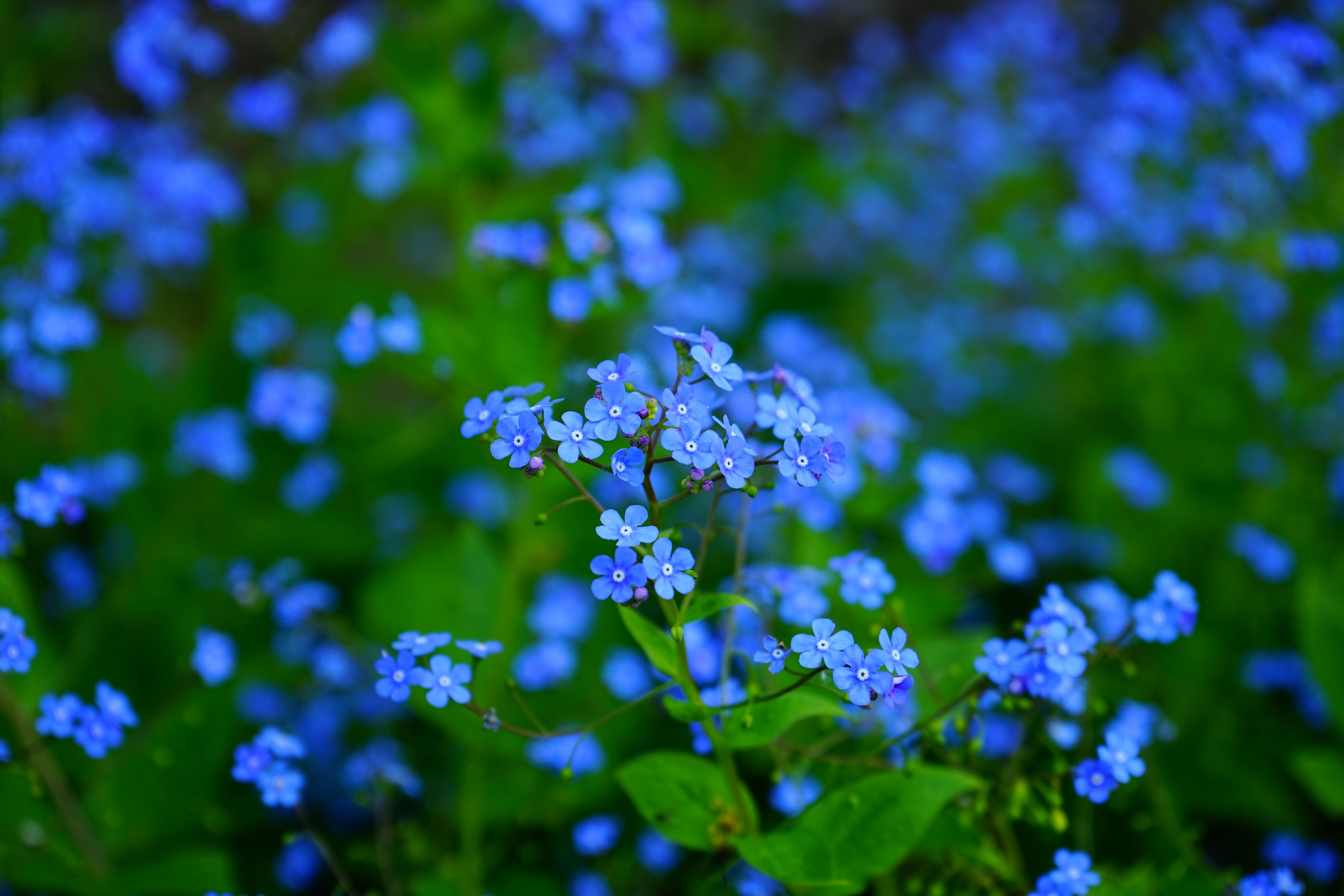 blue flower, earth, forget me not, flowers cell phone wallpapers