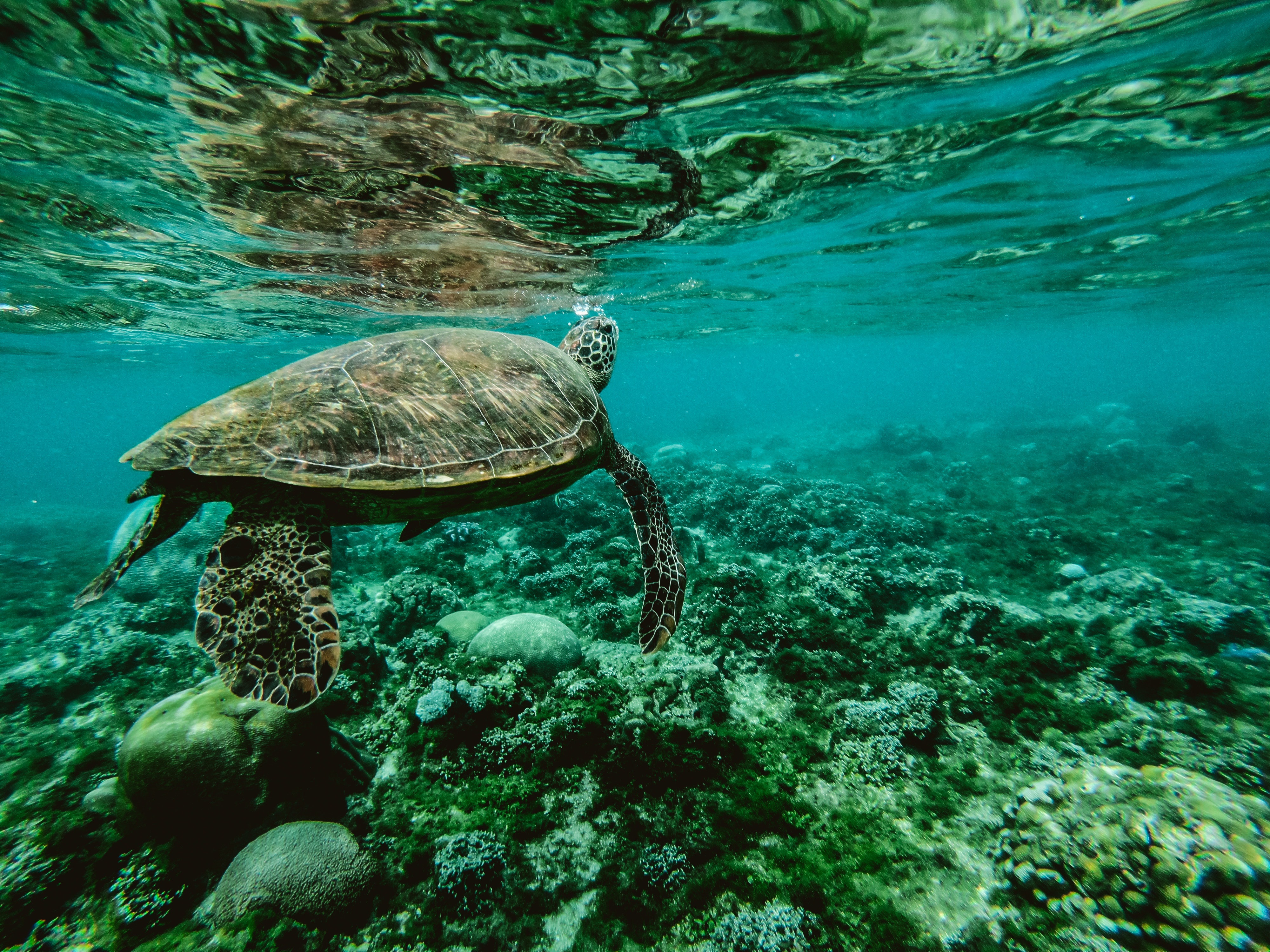 Животные и растение океанов и морей. Черепаший риф Мальдивы. Морской заповедник Саут-Уотер-Кей,. Морская черепаха бисса. Галапагосские острова океан.