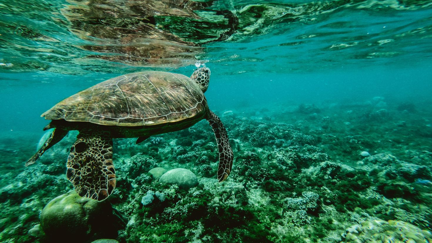 Морские черепахи жизнь. Черепаха бисса (Каретта). Морской заповедник Саут-Уотер-Кей,. Морская черепаха. Подводный мир черепахи.