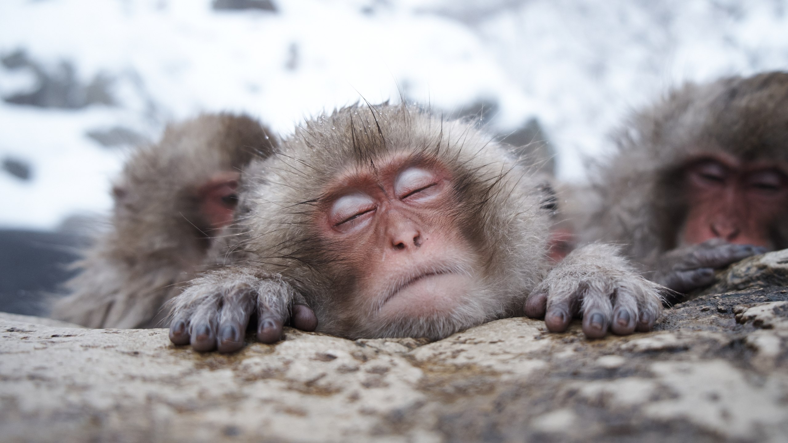 Обезьяна токи. Парк снежных обезьян Джигокудани. Японские макаки в горячих источниках. Парк Джигокудани Япония. Парк снежных обезьян в Японии.