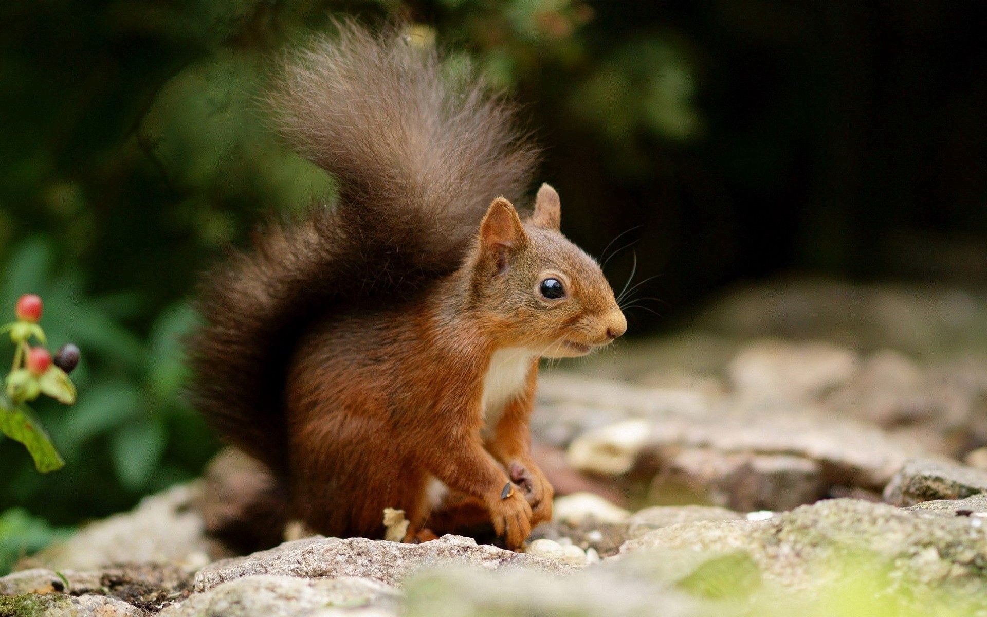 Download mobile wallpaper Tail, Climb, Animals, Stones, Squirrel for free.