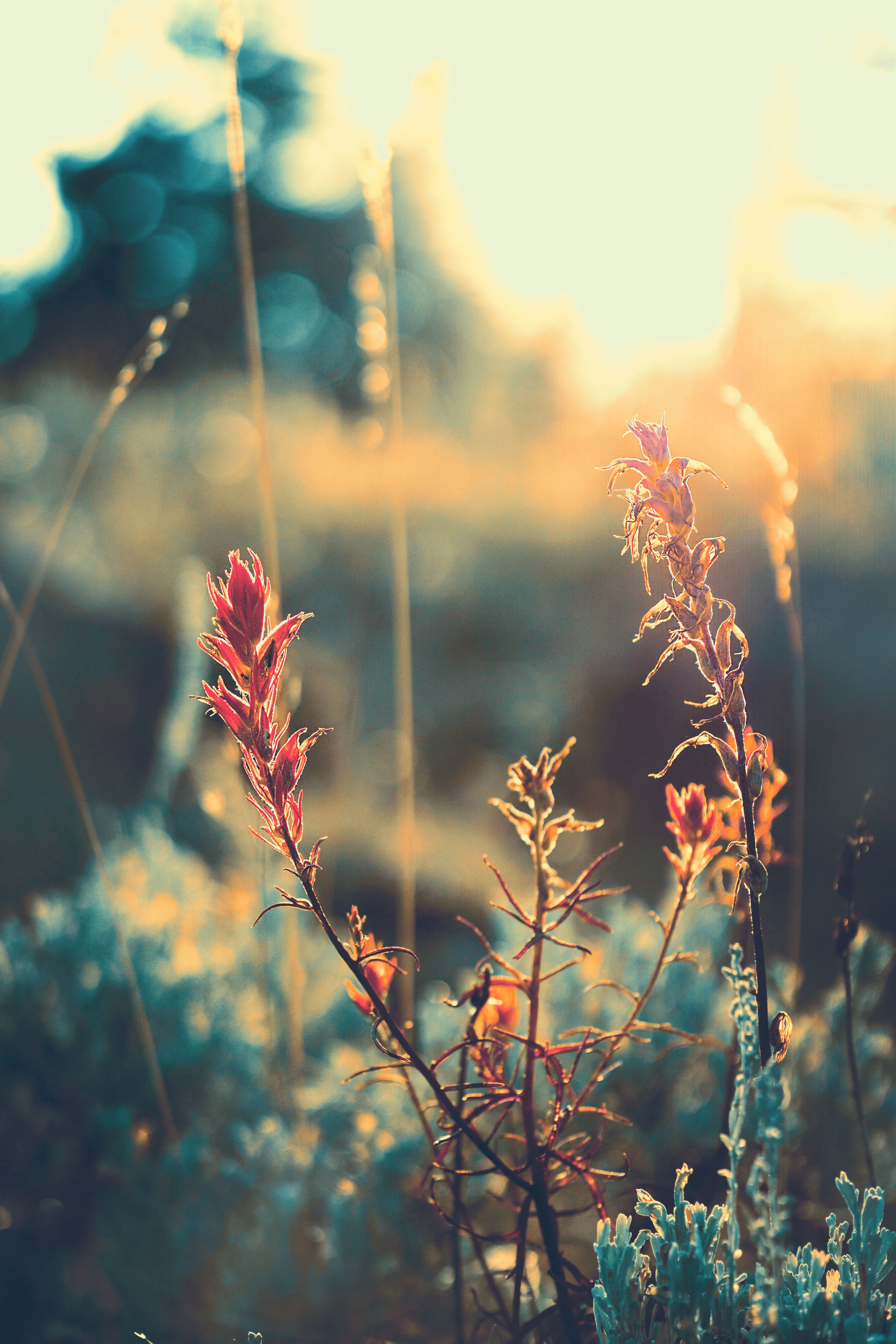 smooth, plant, macro, glare, blur, grass, sunlight Phone Background