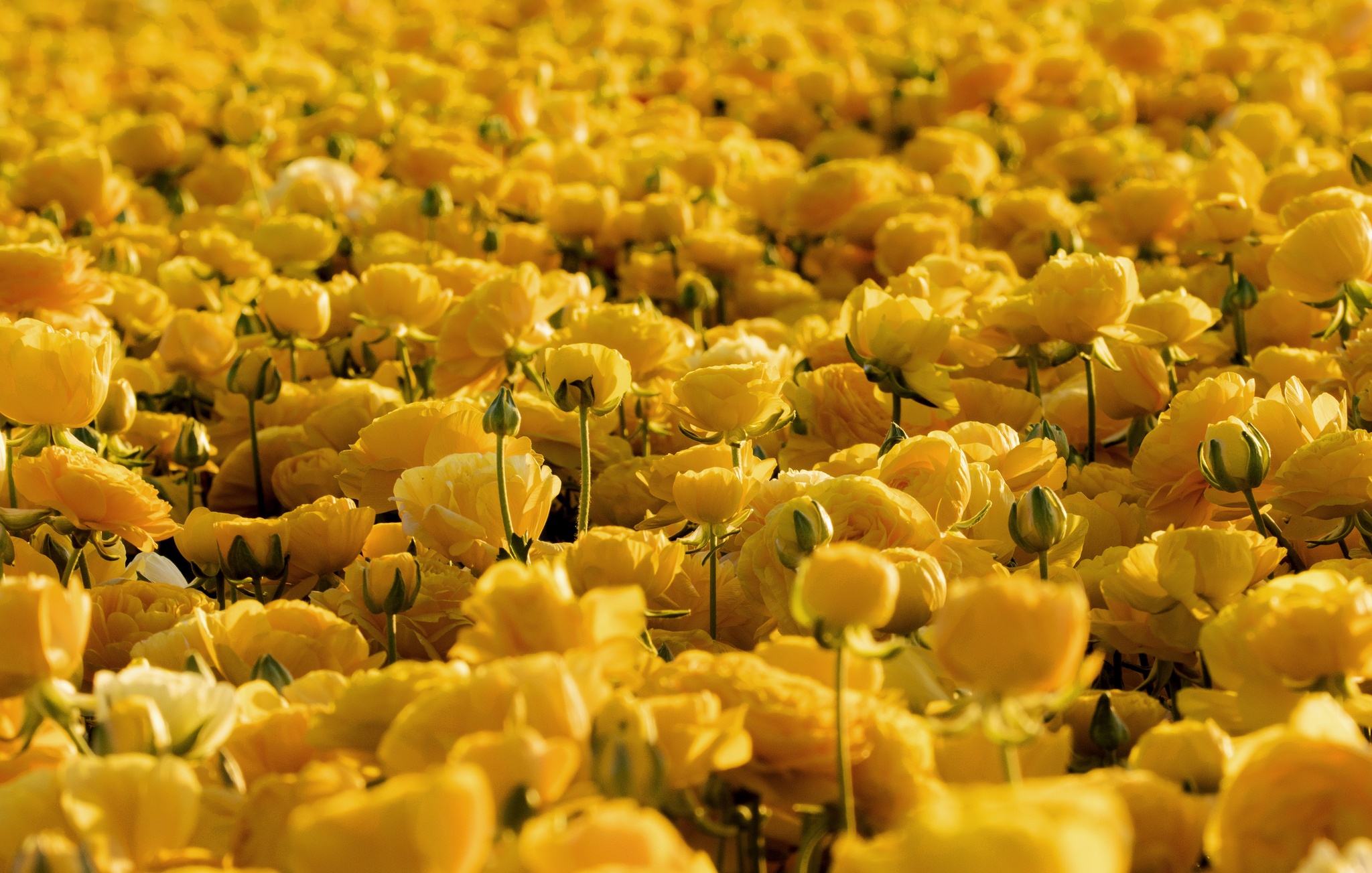 earth, buttercup, flower, nature, yellow flower, flowers download HD wallpaper