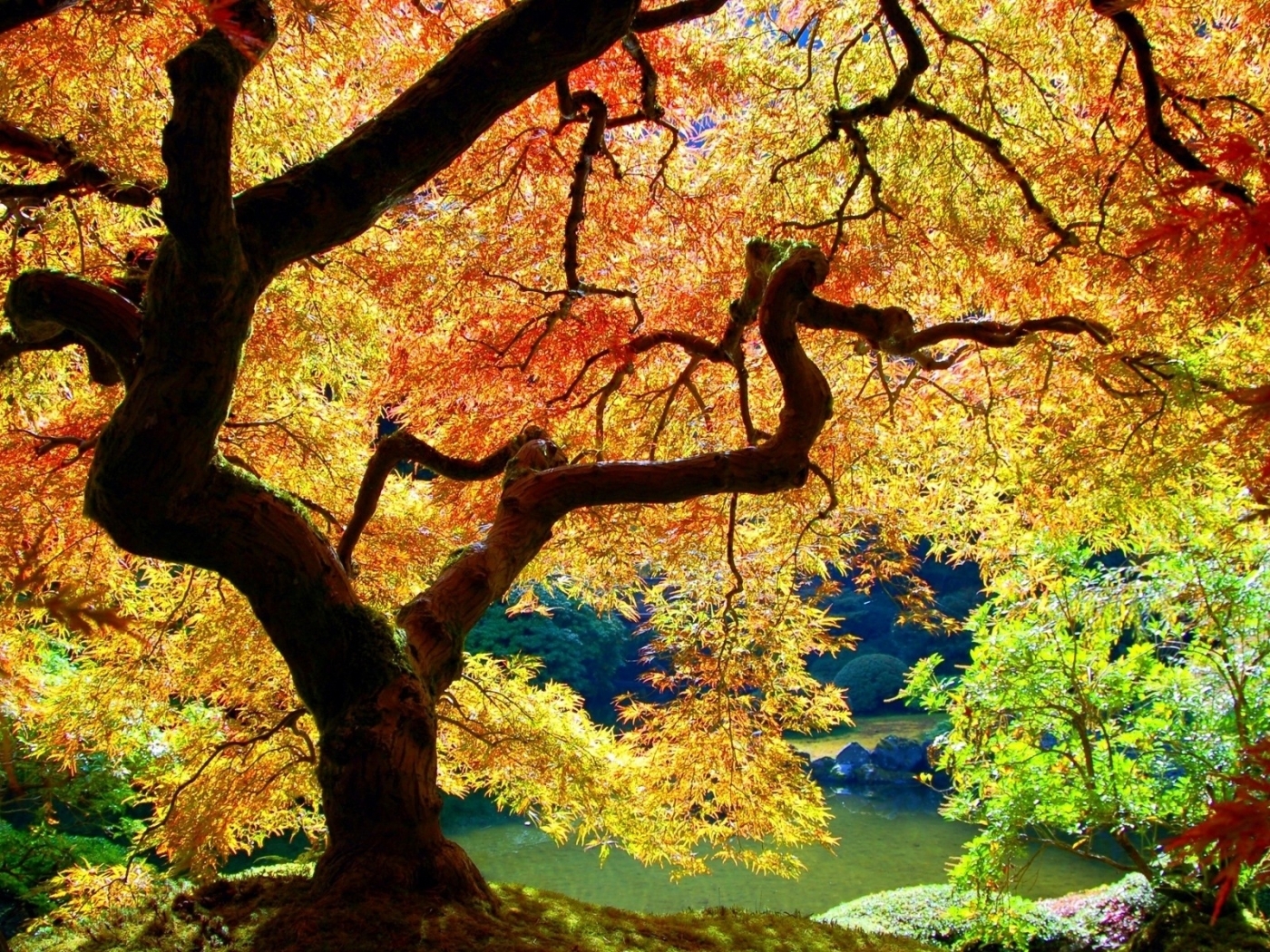 無料モバイル壁紙植物, 木, 風景, 秋をダウンロードします。