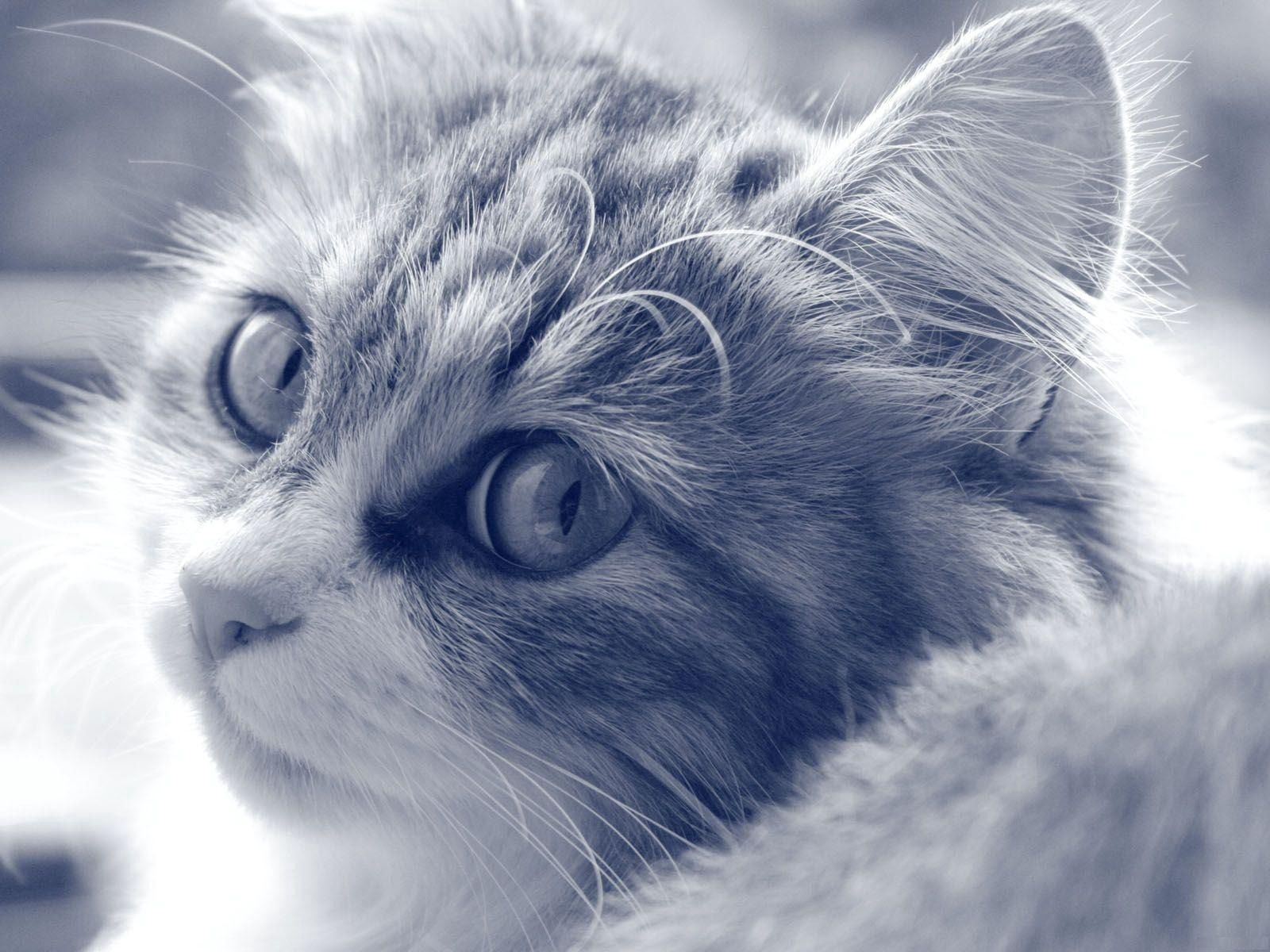 Download mobile wallpaper Opinion, Sight, Fluffy, Muzzle, Chb, Animals, Cat, Bw for free.