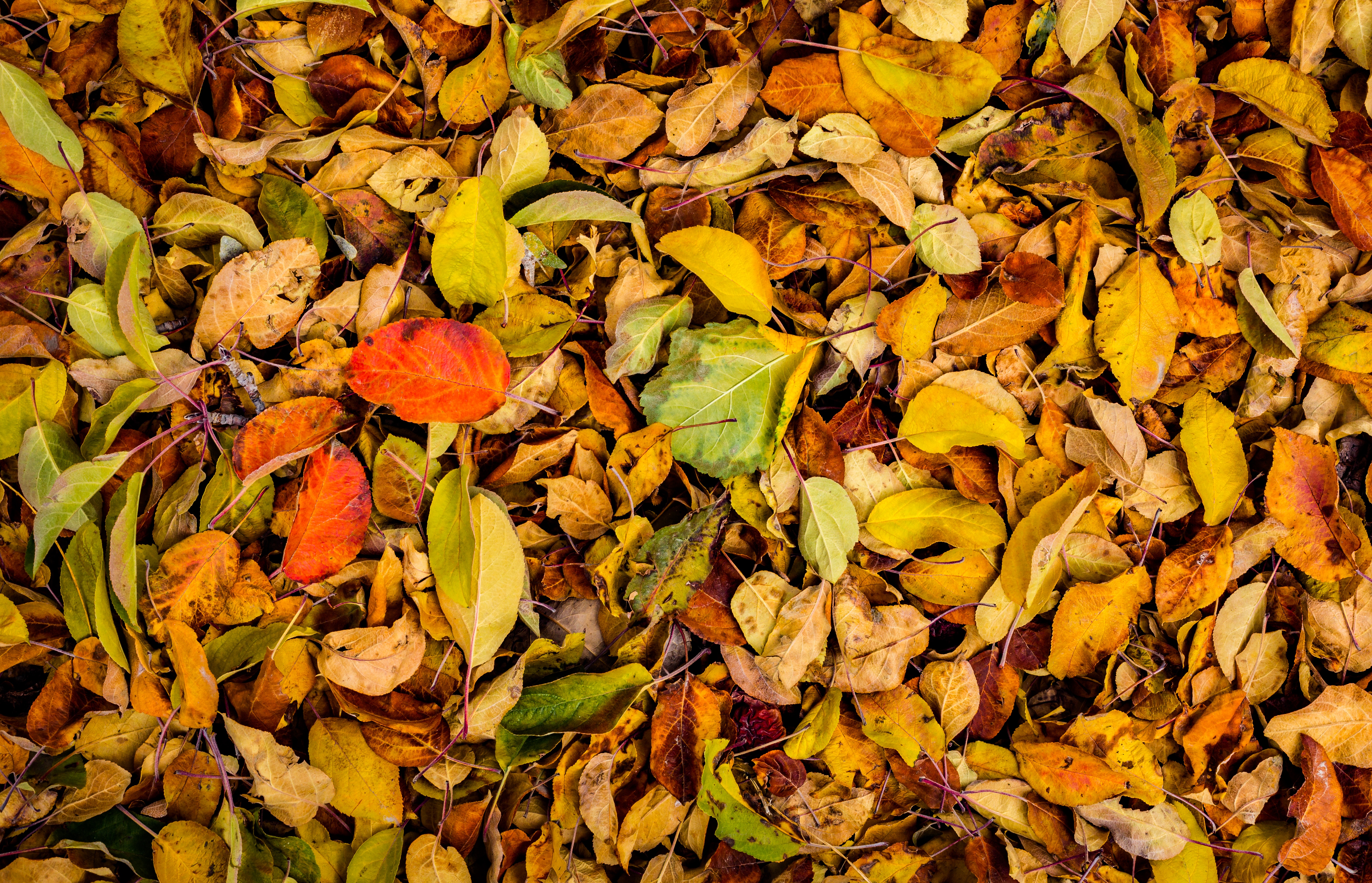 153712 descargar imagen naturaleza, otoño, hojas, seco, caído: fondos de pantalla y protectores de pantalla gratis