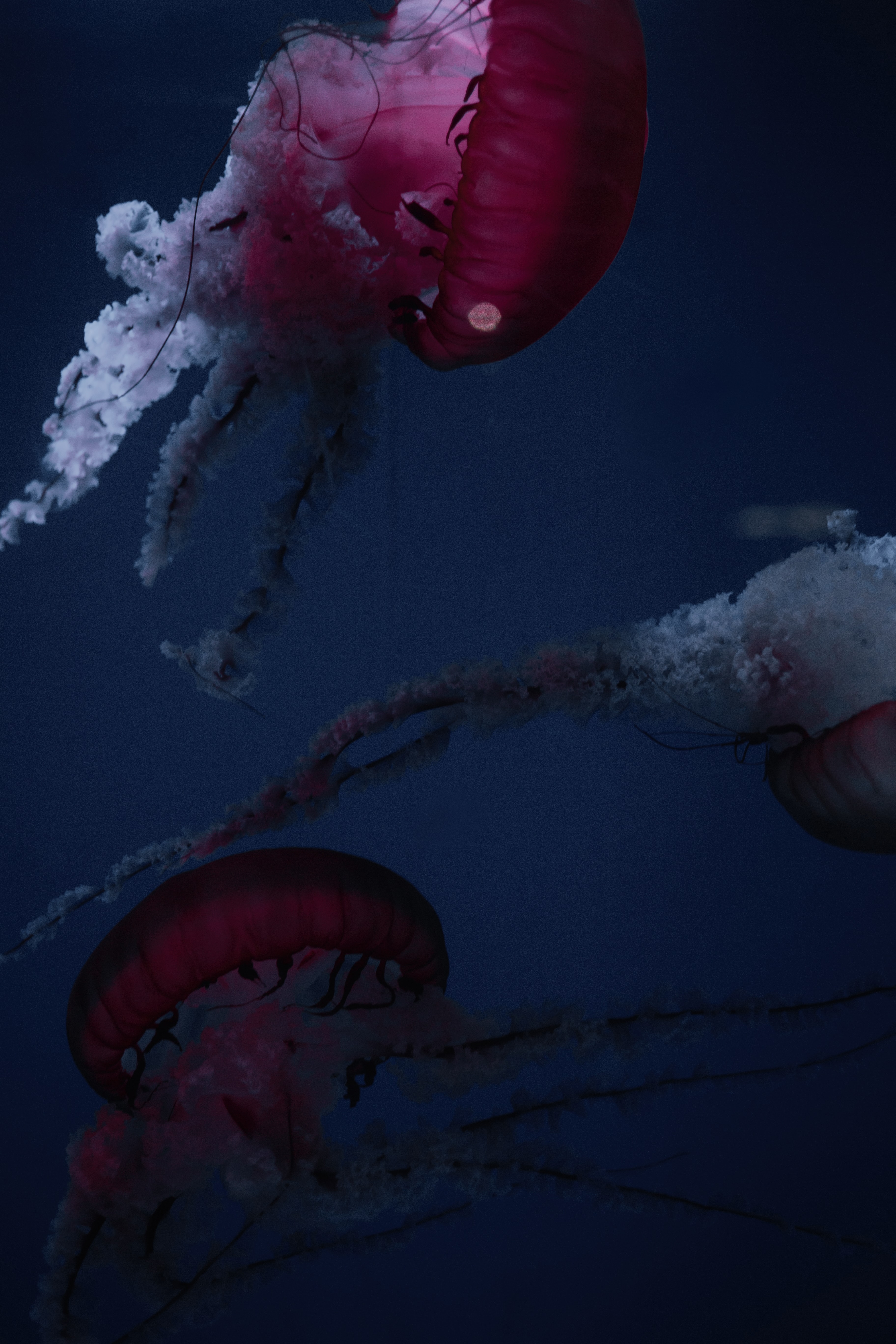 Tentacles HD download for free