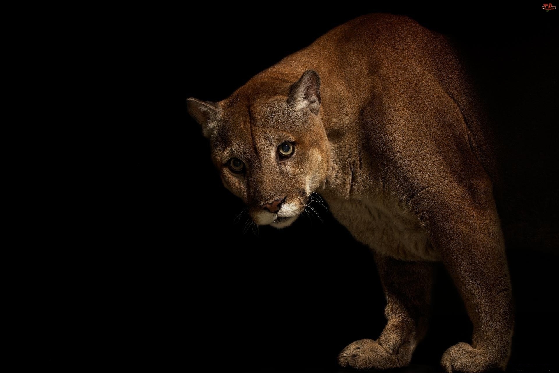 268126 免費下載壁紙 动物, 美洲狮, 猫 屏保和圖片