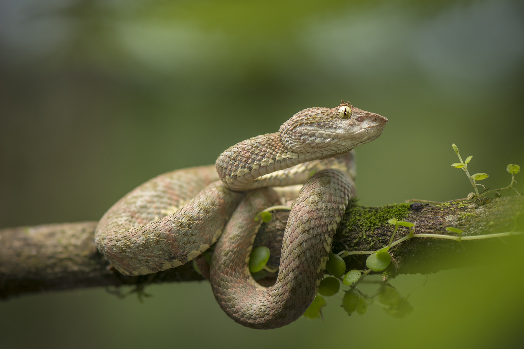 Змея ботропс Шлегеля