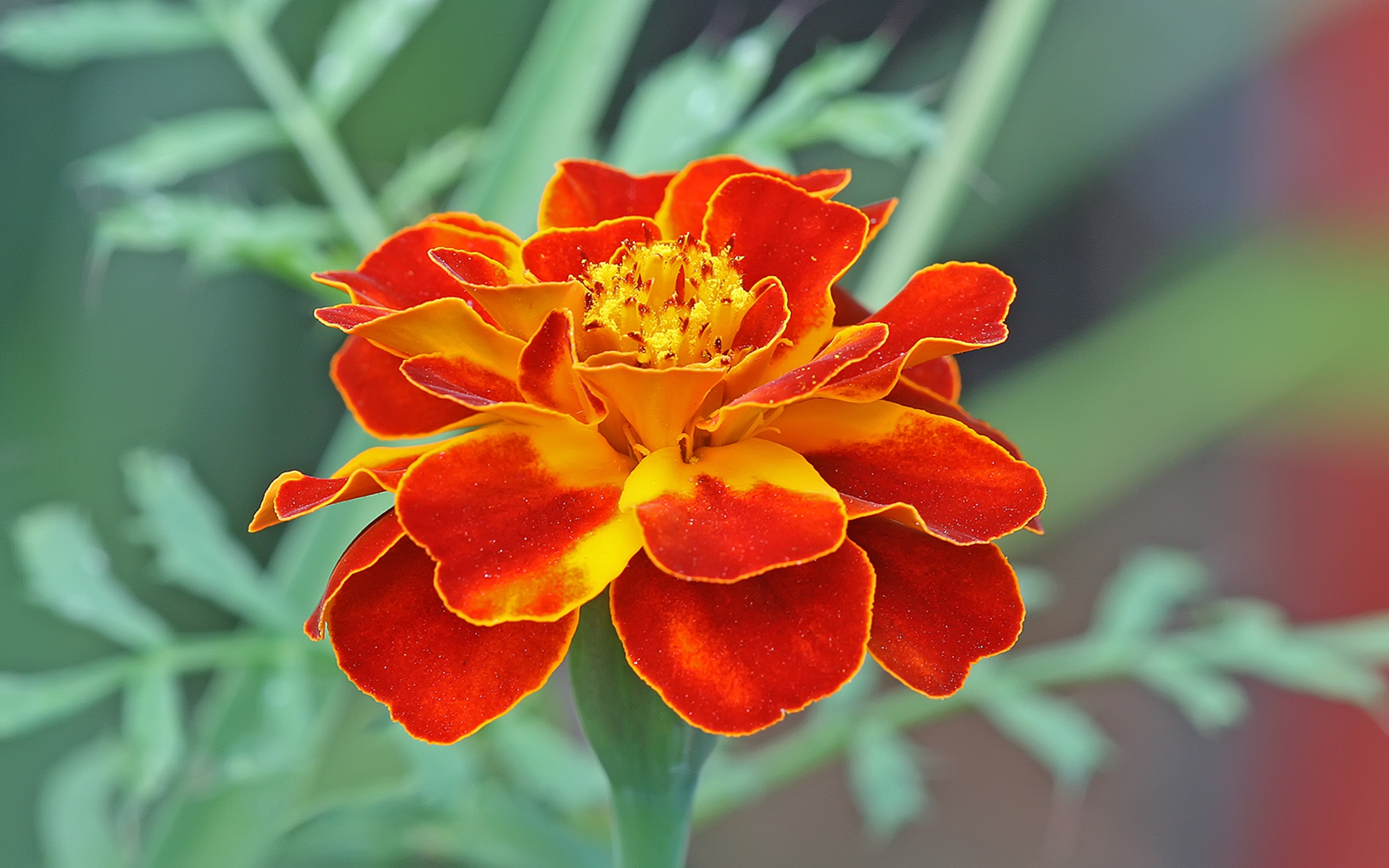 close up, earth, marigold, flower, orange flower, flowers