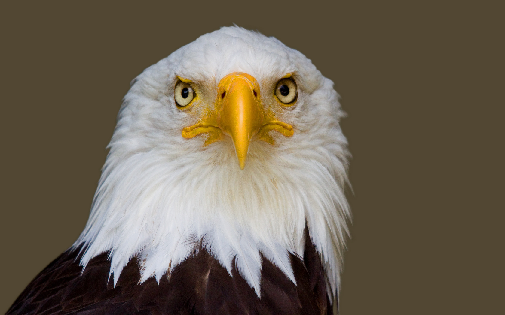 Download mobile wallpaper Bald Eagle, Birds, Animal for free.