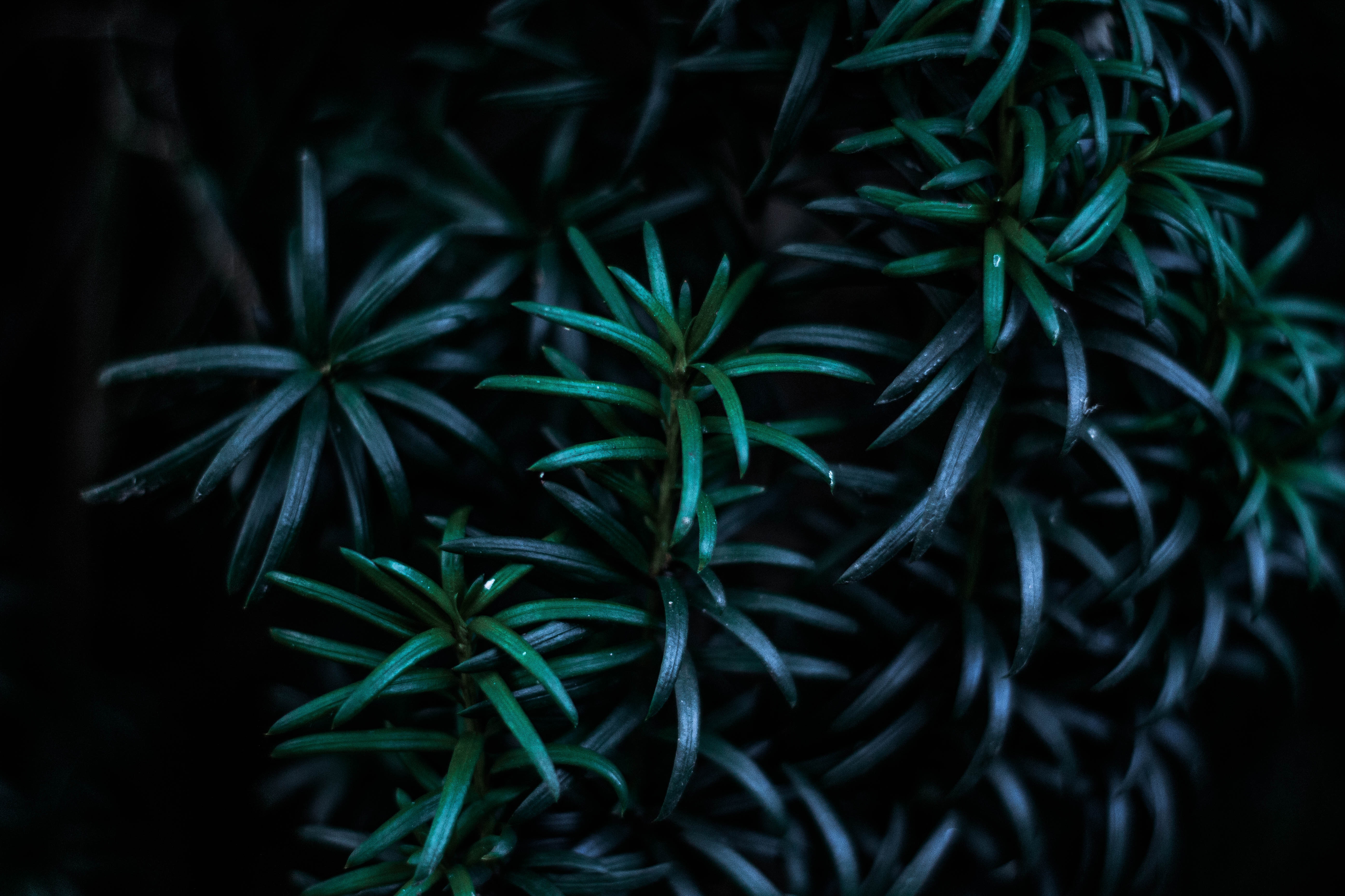 Темные растения