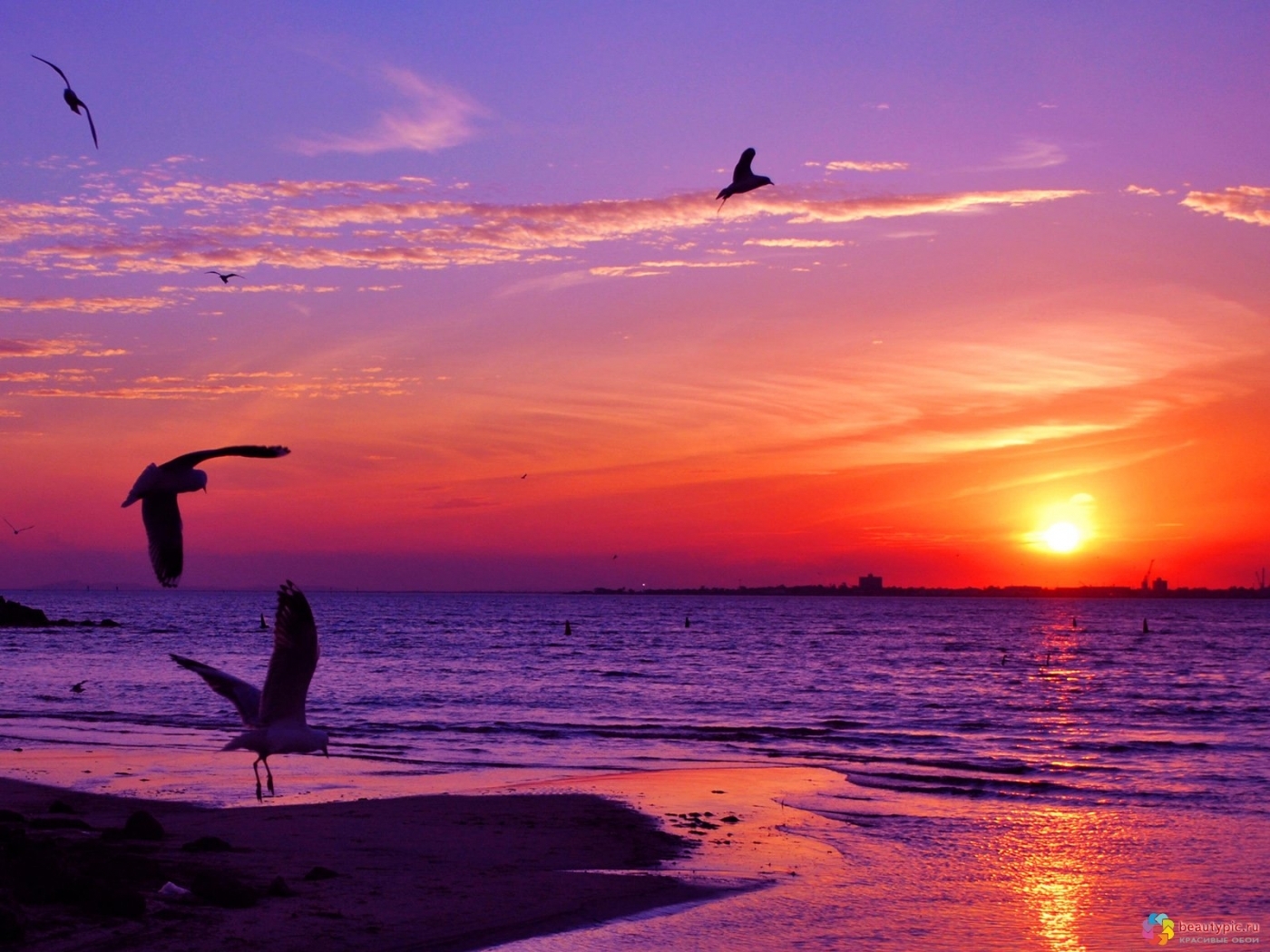 Download mobile wallpaper Seagulls, Sea, Landscape, Sunset for free.