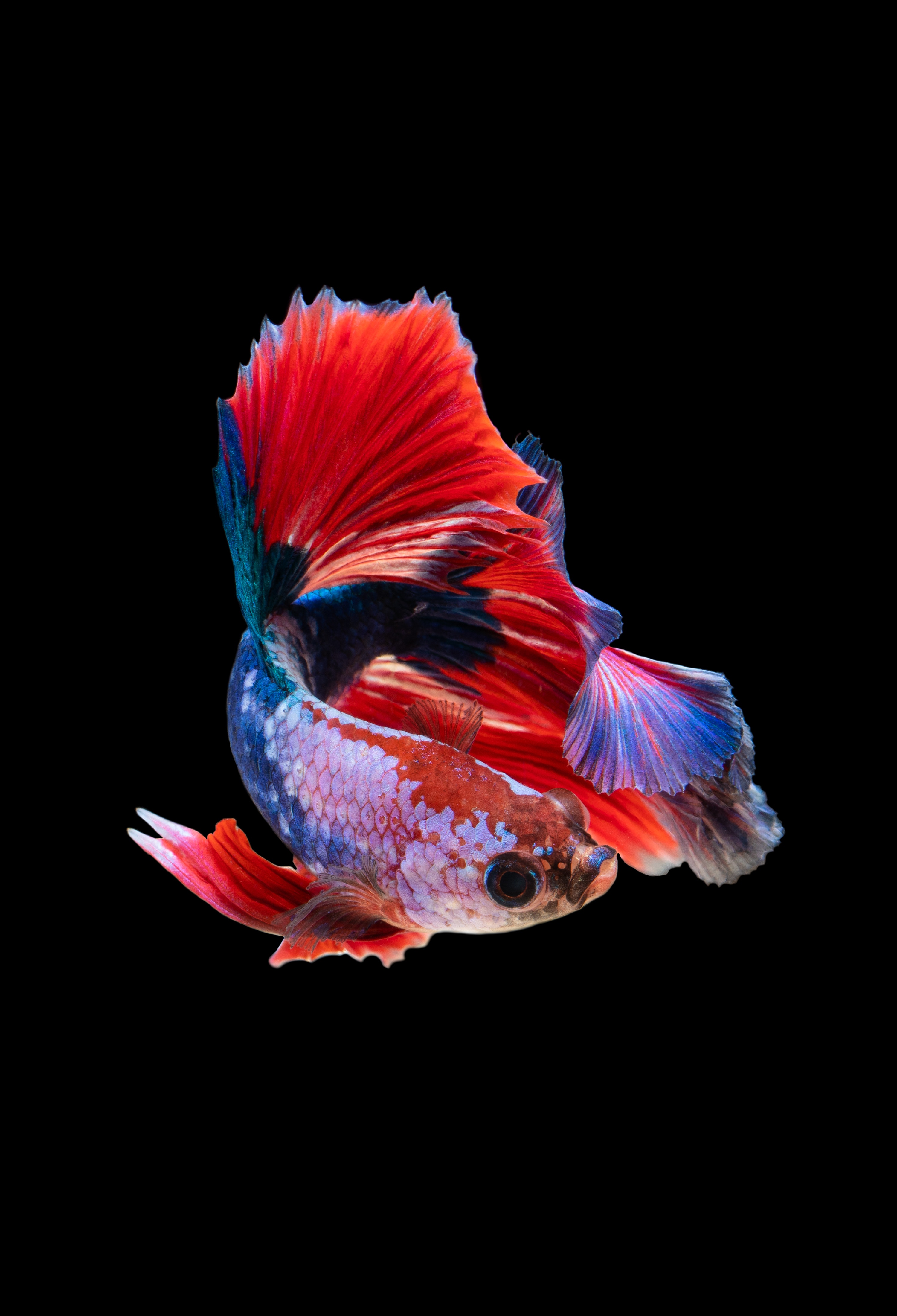 android fishy, aquarium, dark background, small fish, animals, red