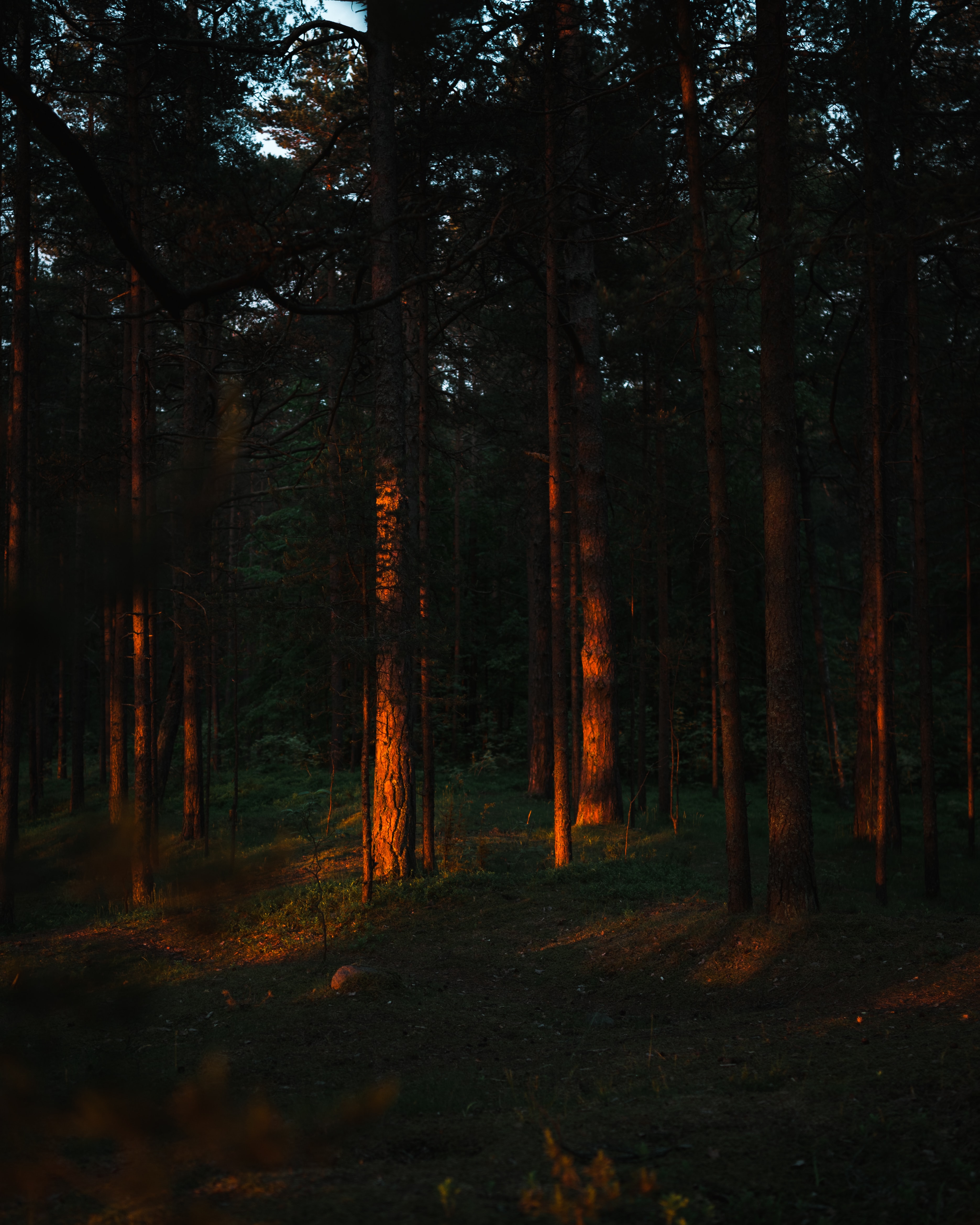 rays, nature, trees, pine, beams, forest 5K