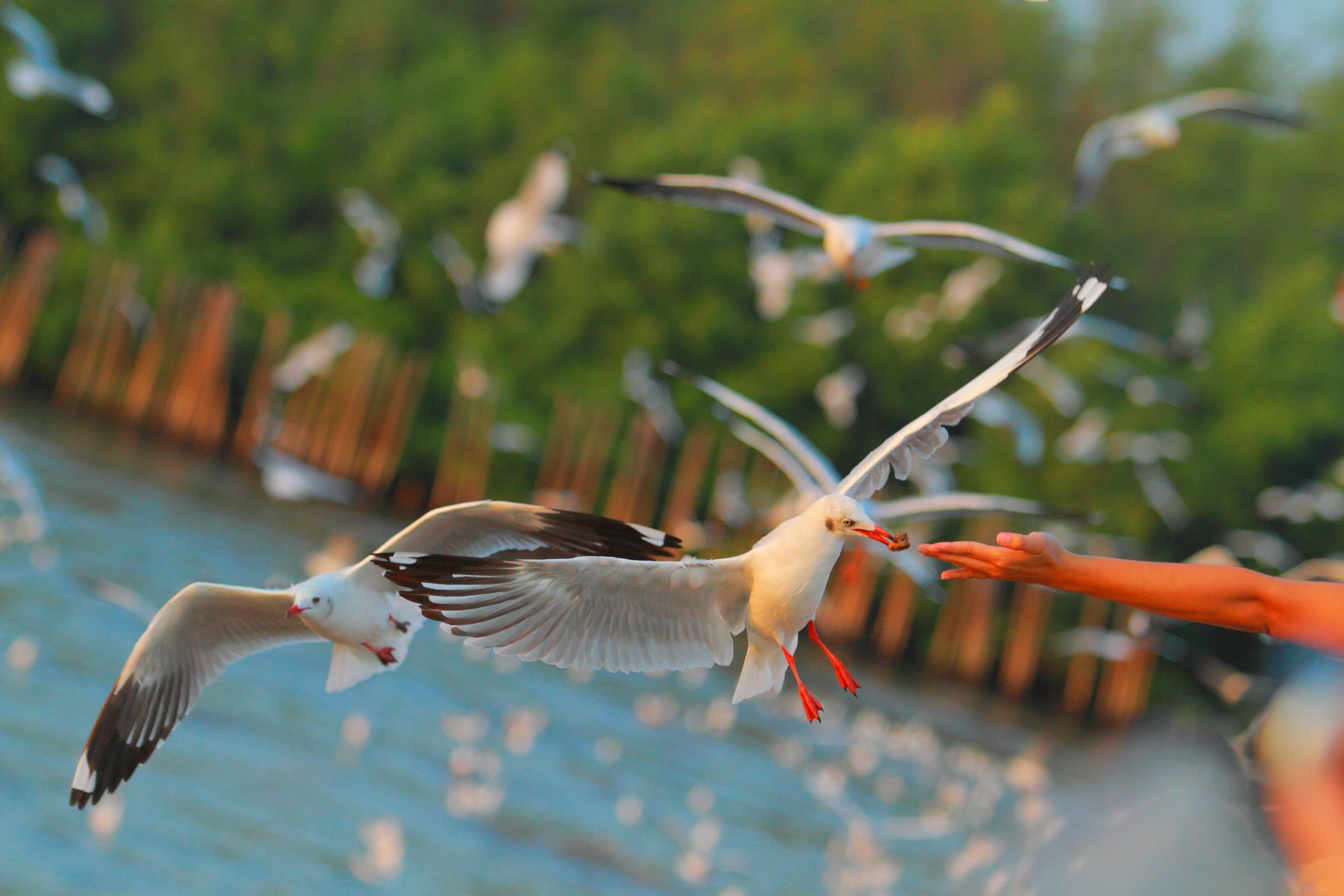 Laden Sie das Hand, Tiere, Seagulls, Sea, Vögel-Bild kostenlos auf Ihren PC-Desktop herunter