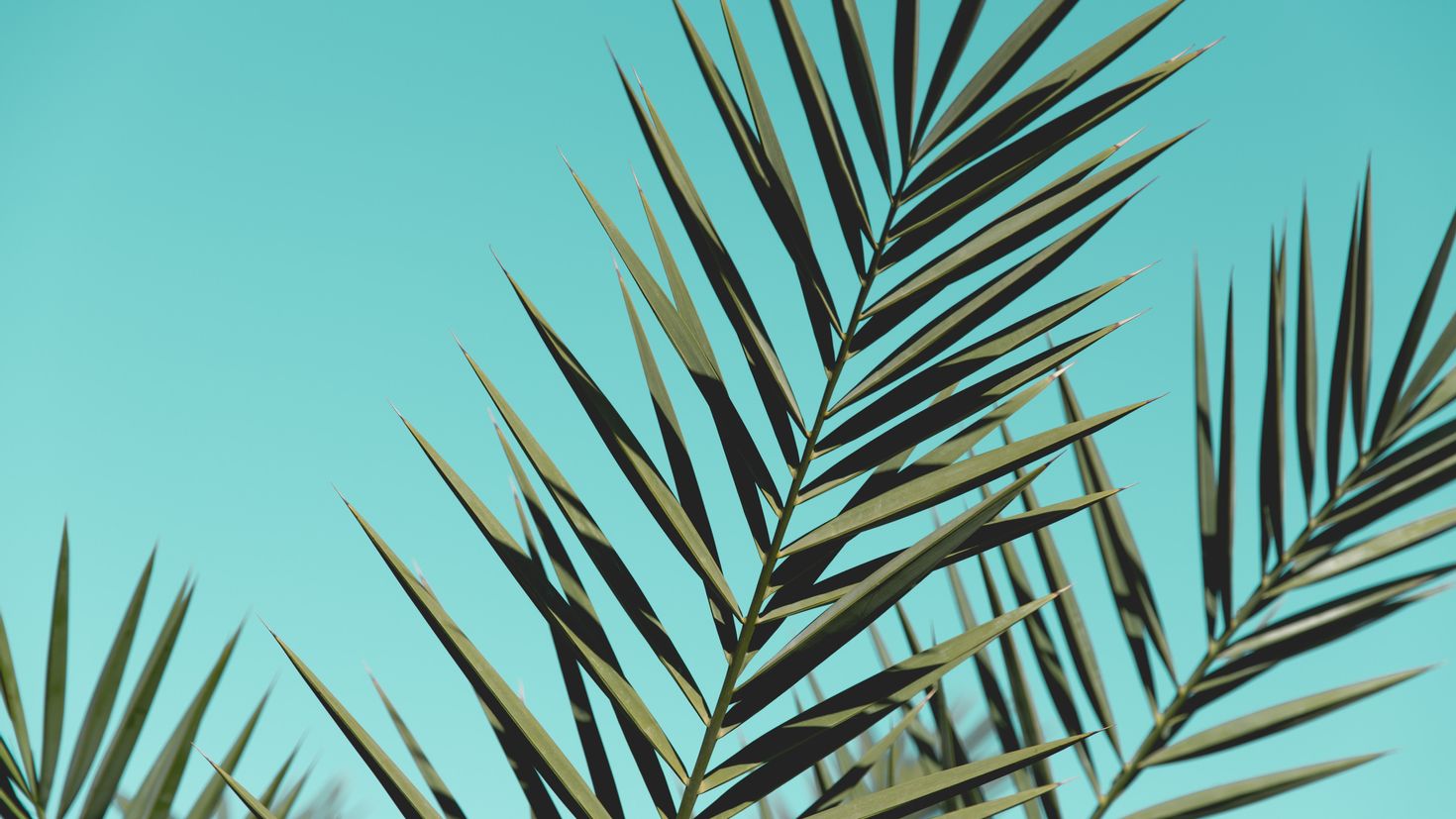 Веточка пальмы