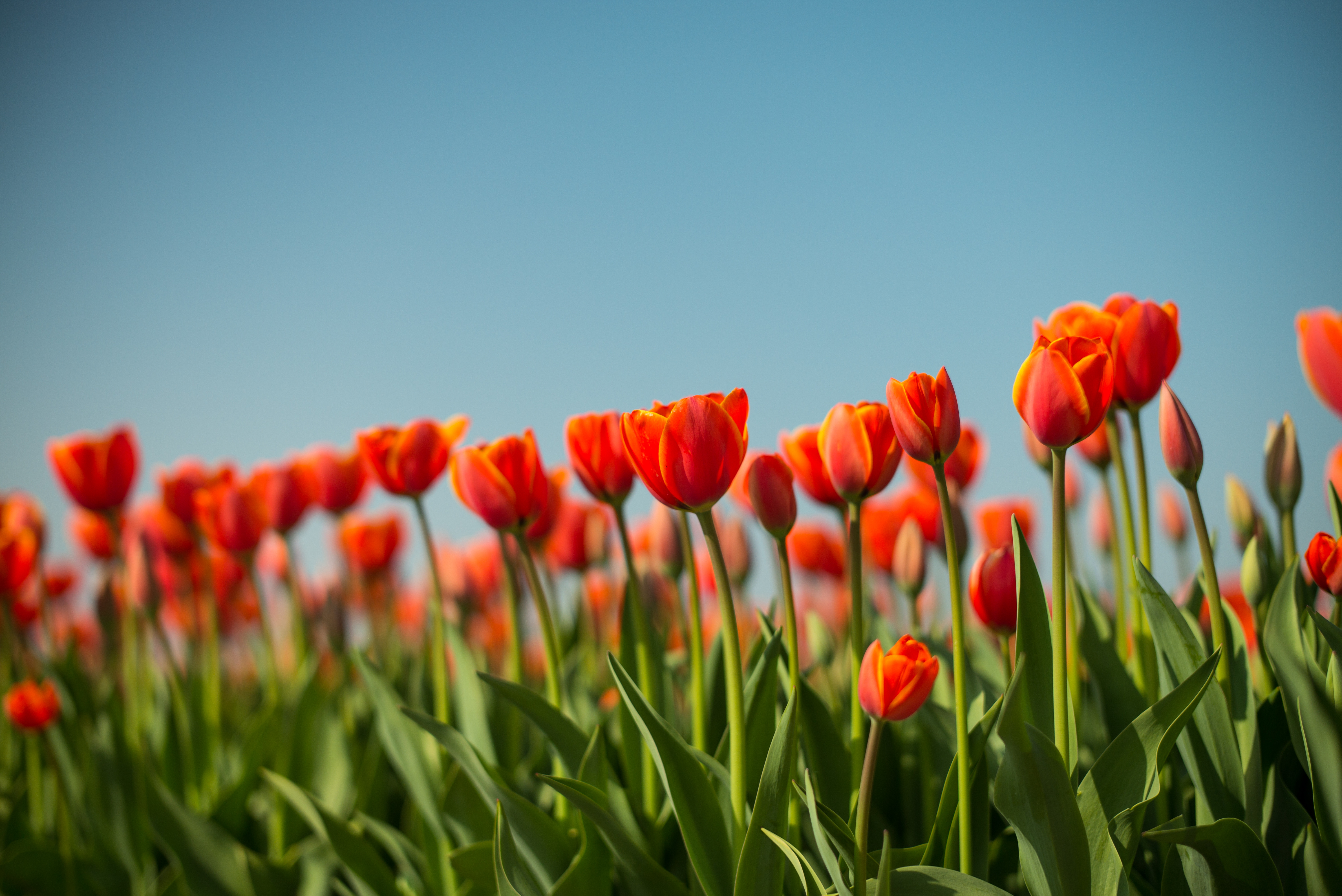 130156 télécharger le fond d'écran fleurs, parterre, parterre de fleurs, printemps, source, tulipe - économiseurs d'écran et images gratuitement