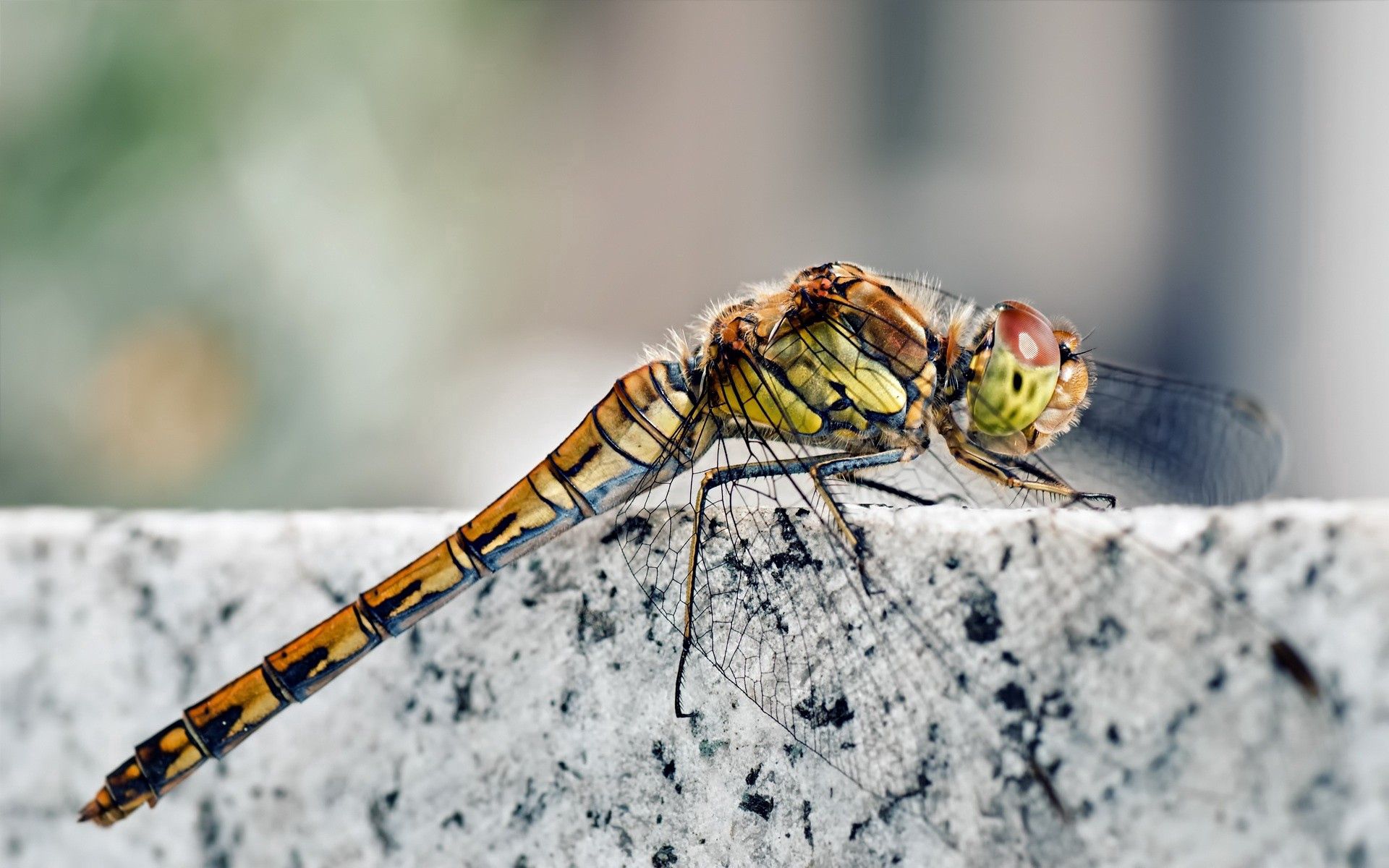Free download wallpaper Rock, Sit, Insect, Dragonfly, Macro, Stone on your PC desktop